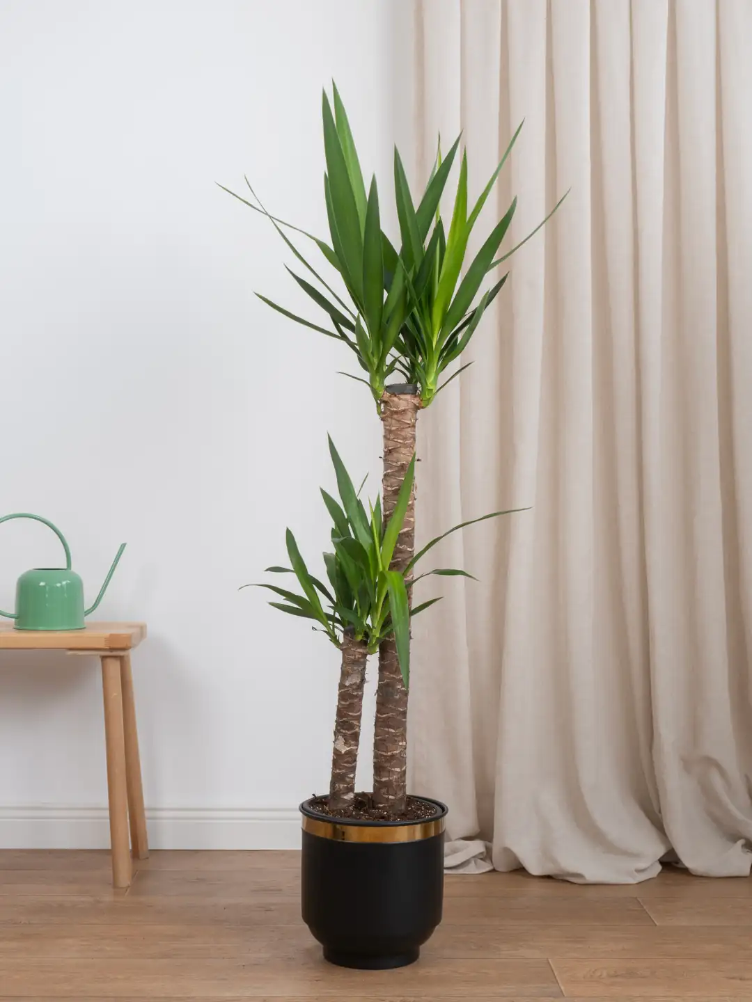 yucco♡ iki kollu yucca (Yuka ) 130-140 cm