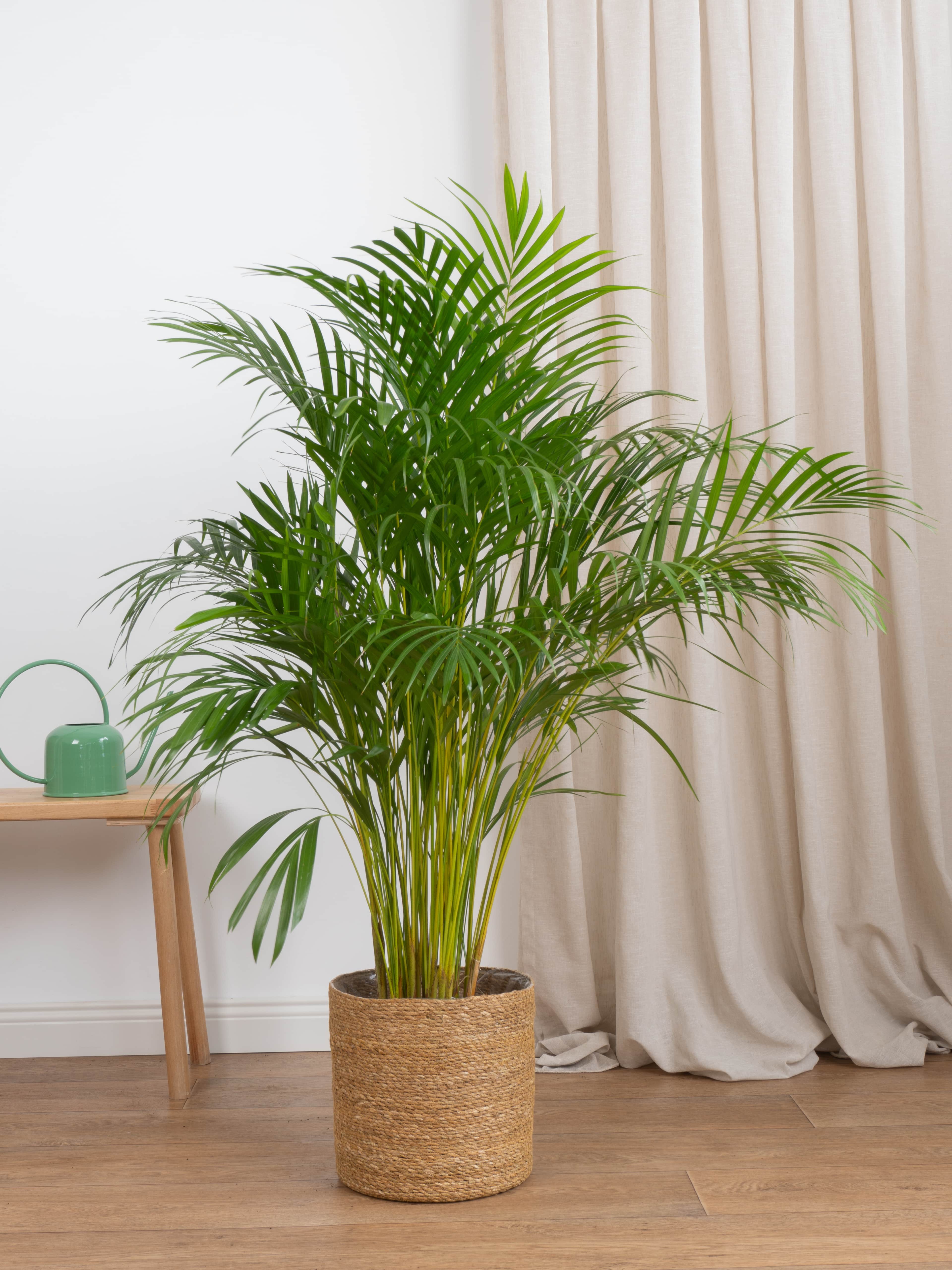 Areka Salon Palmiyesi 120-130 cm Dolgun Form (Dypsis Lutescens)