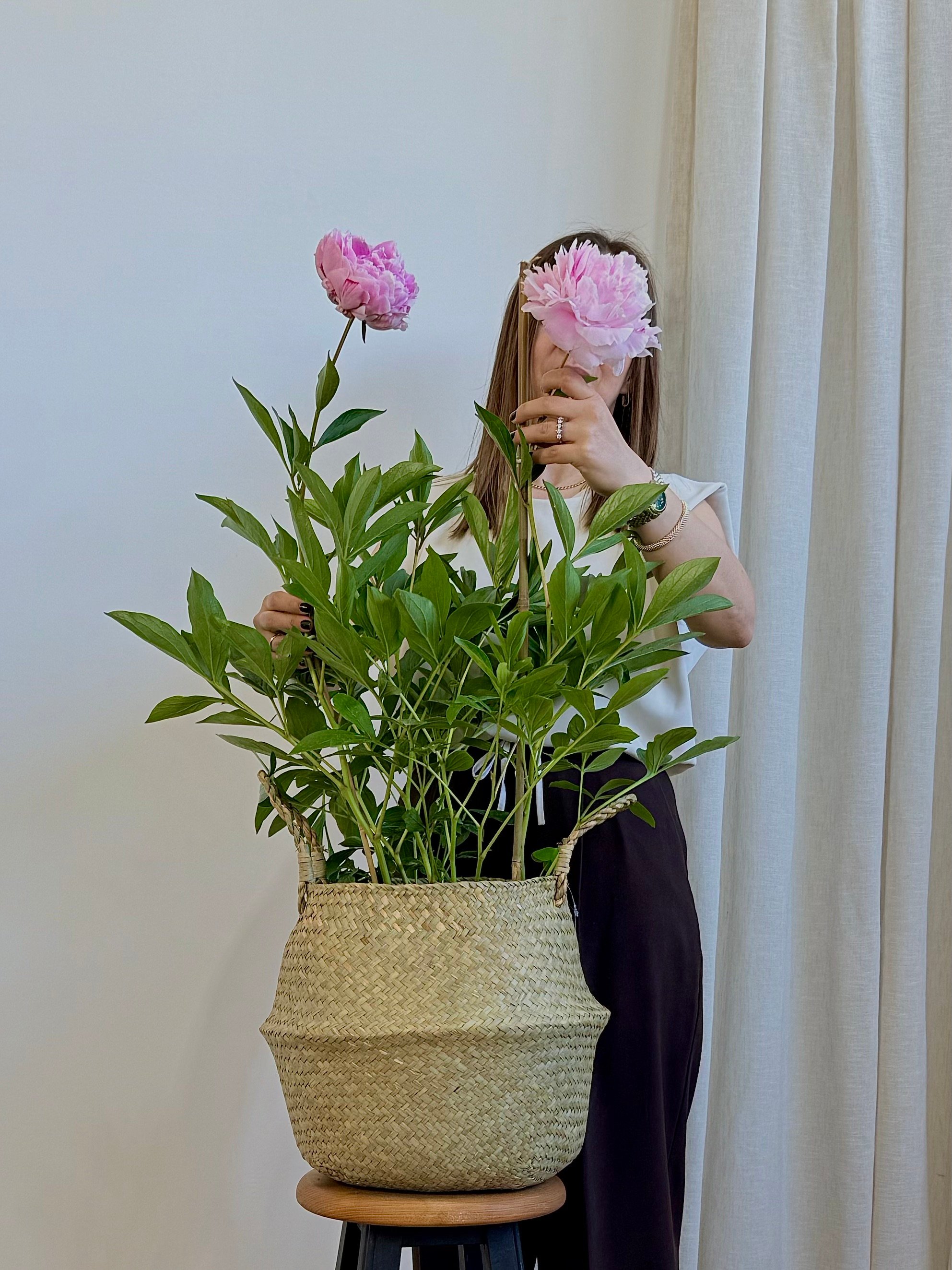 Şakayık (Peony) – 80 cm | 22 cm Saksıda