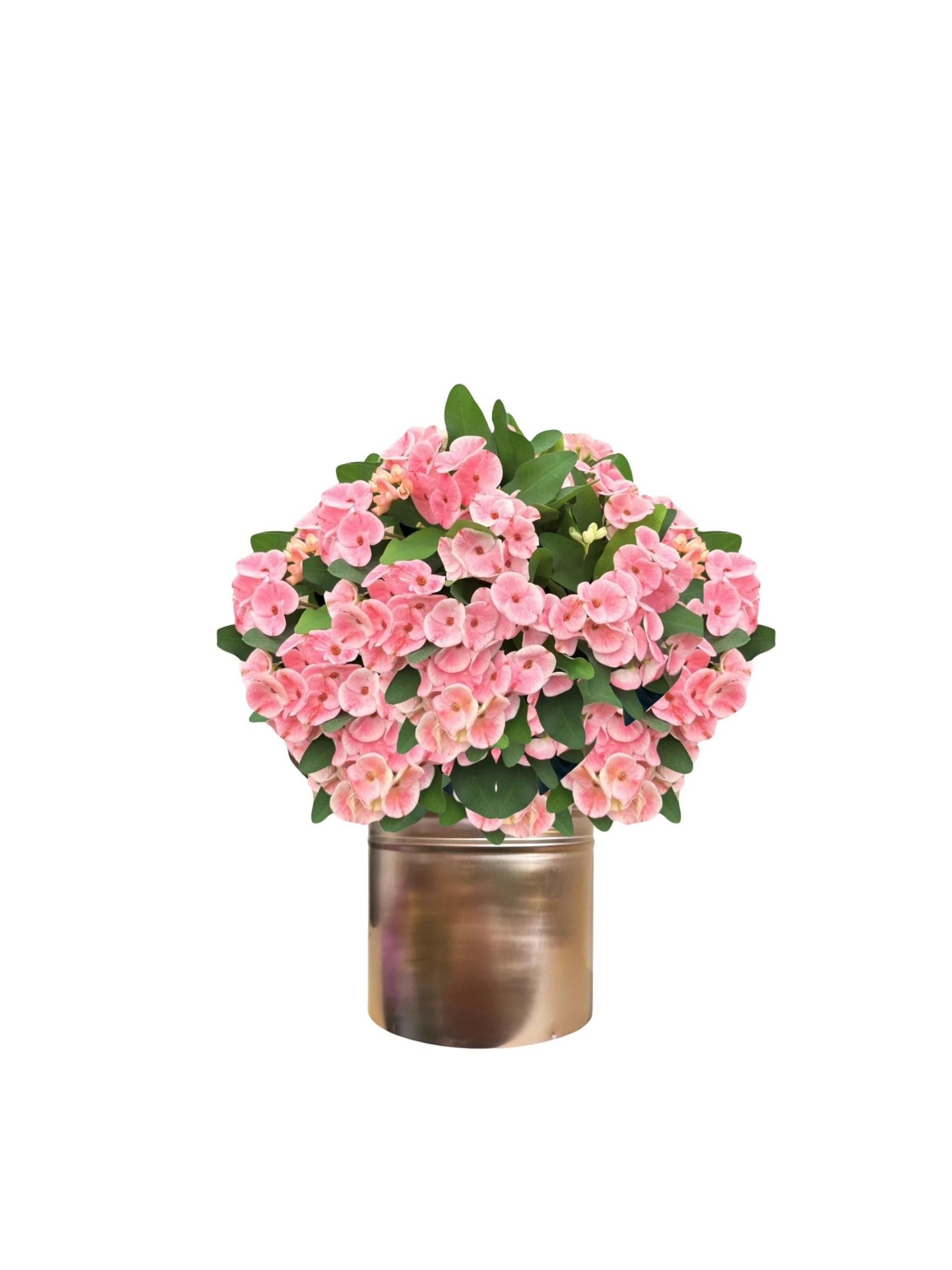 Euphorbia Milii (Dikenlerin Tacı XXL)