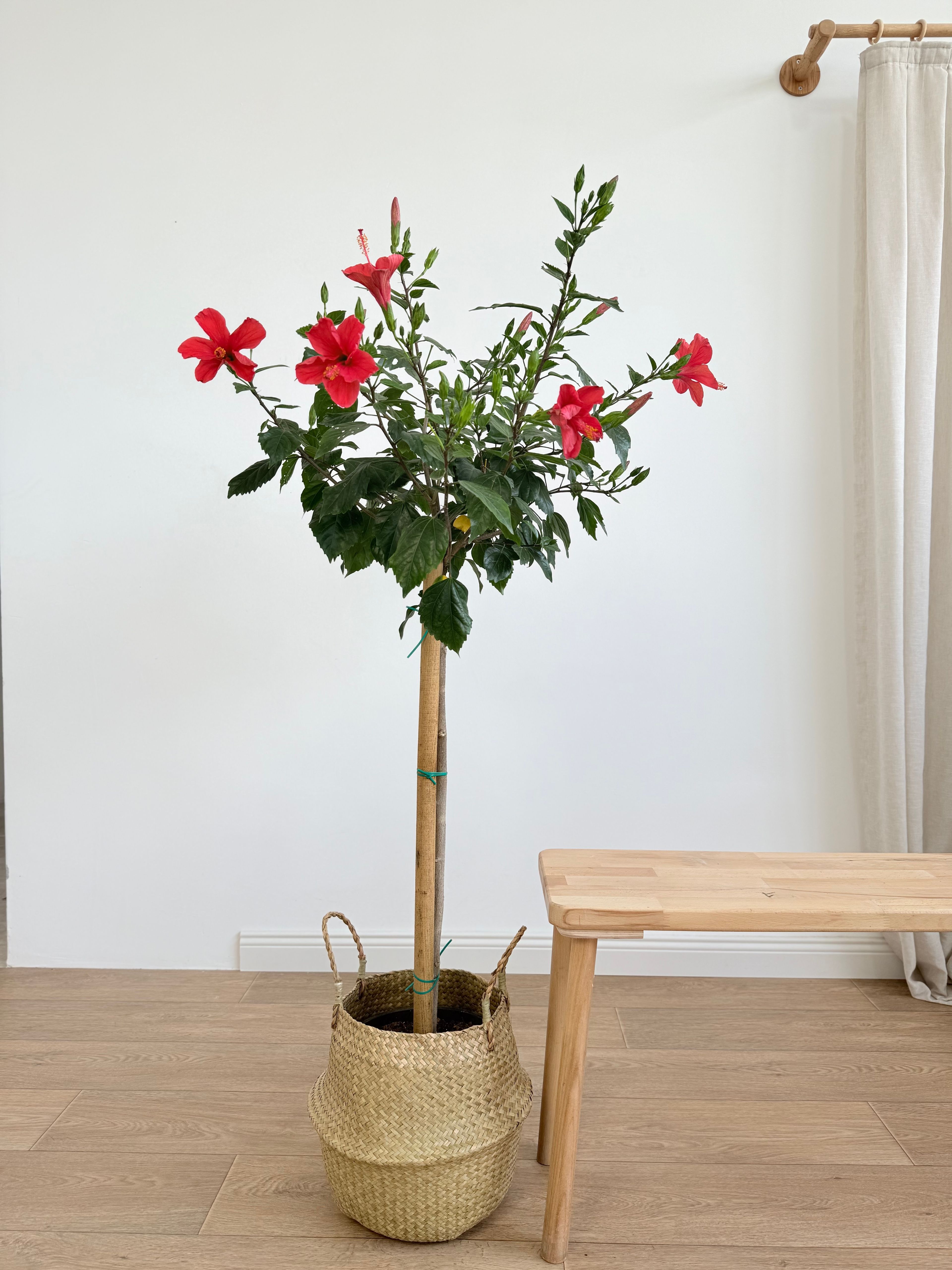 Japon Gülü Kırmızı 160-180 cm /Hibiskus-Hibiscus Rosa Sinensis