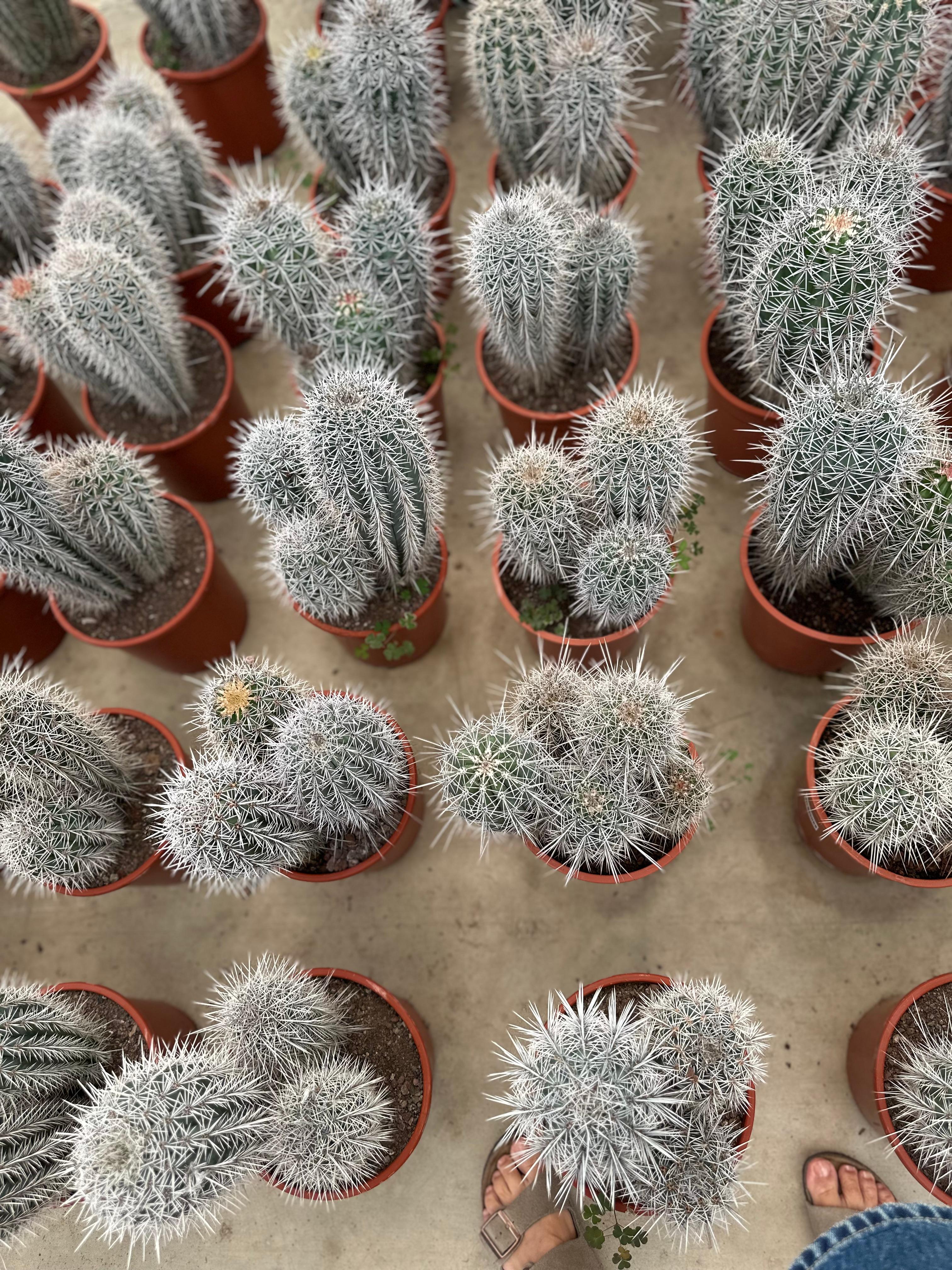 Büyük Kaktüs (Pachycereus pringlei-meksika dev kaktüsü-fil kaktüsü)