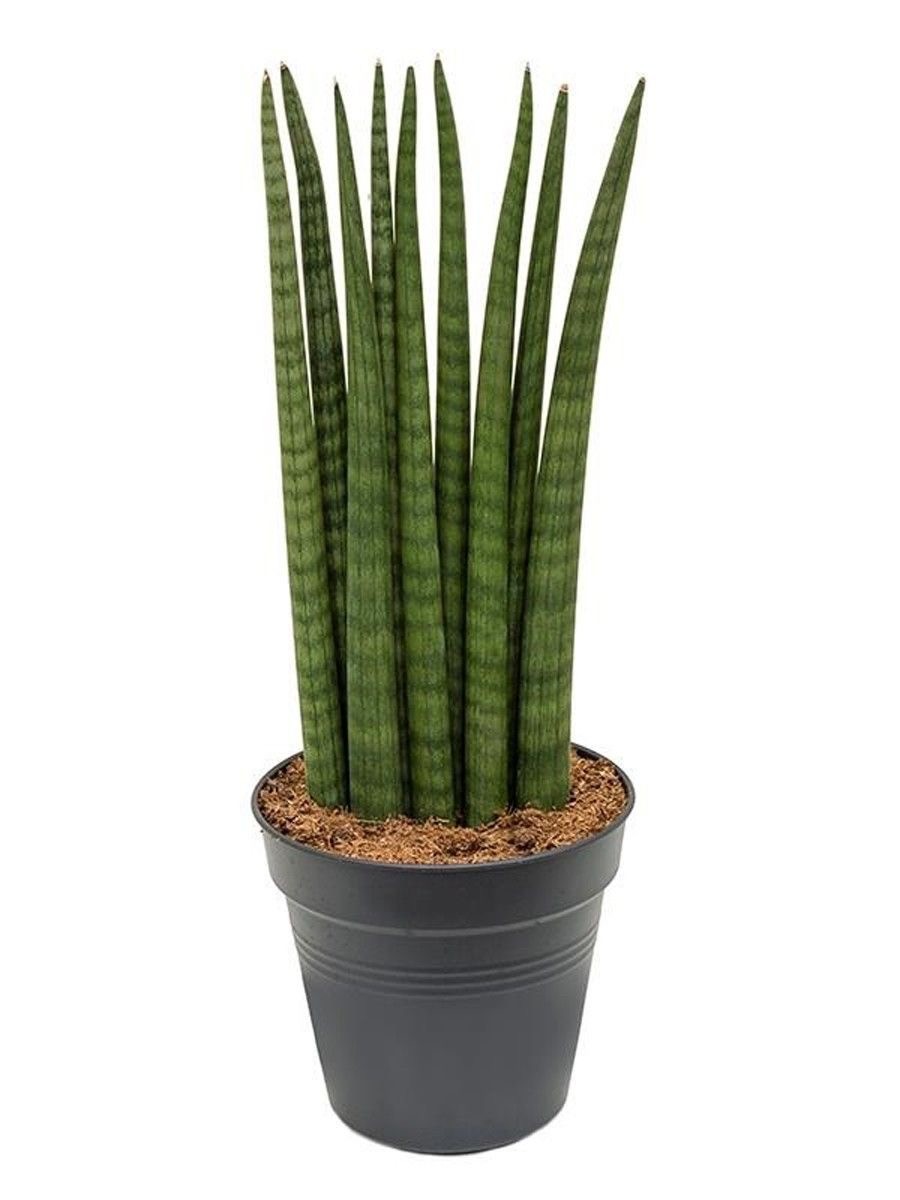 Sansevieria Cylindirica (50 cm)