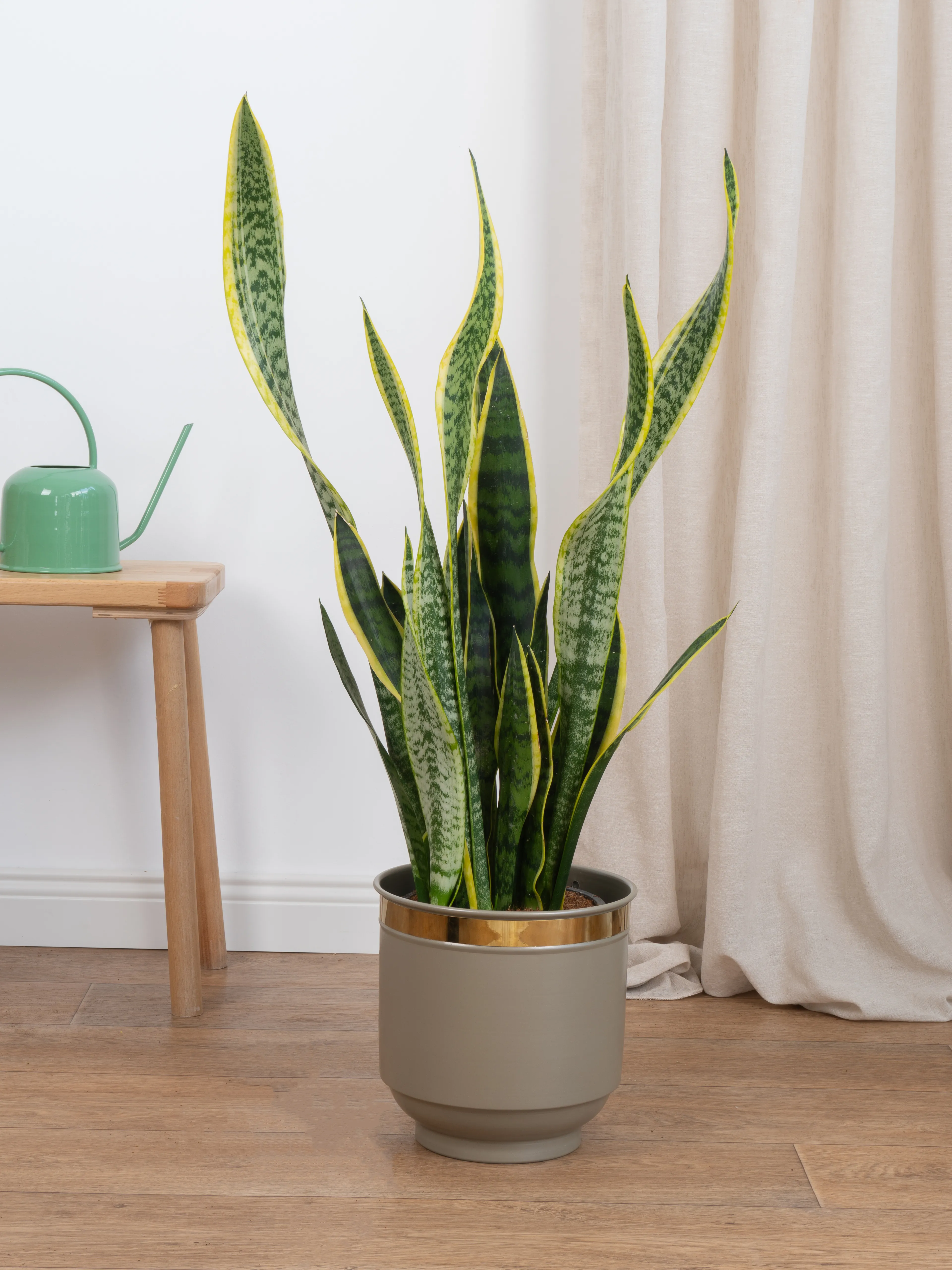 Kılıç Çiceği (Sanseveria Trifasciata -Peygamber Kılıcı-Paşa Kılıcı) Sarı-Yeşil 80-90 cm