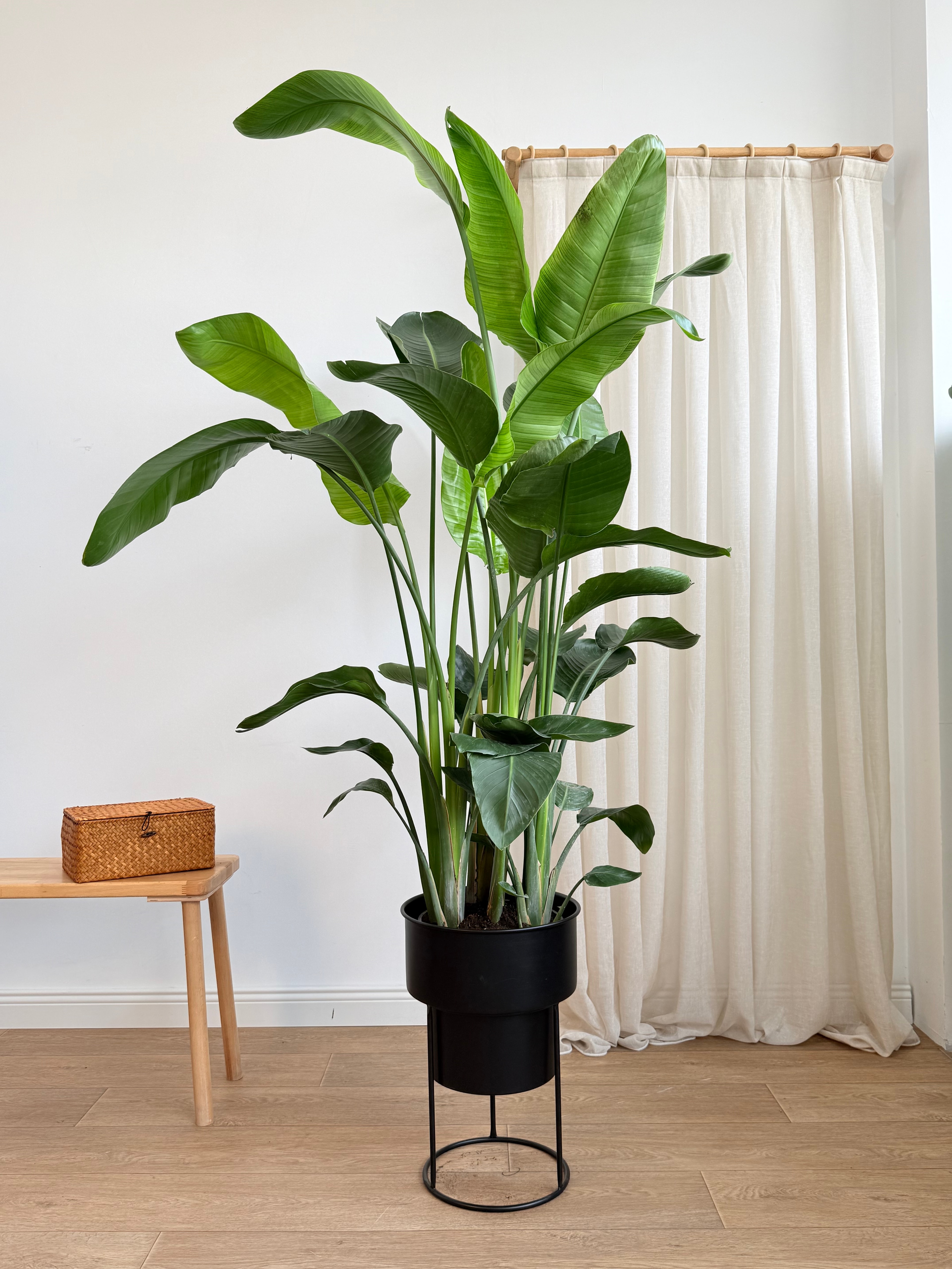 Starliçe- Altı Köklü Dolgun Form (Strelitzia Nicolai 180-200 cm )