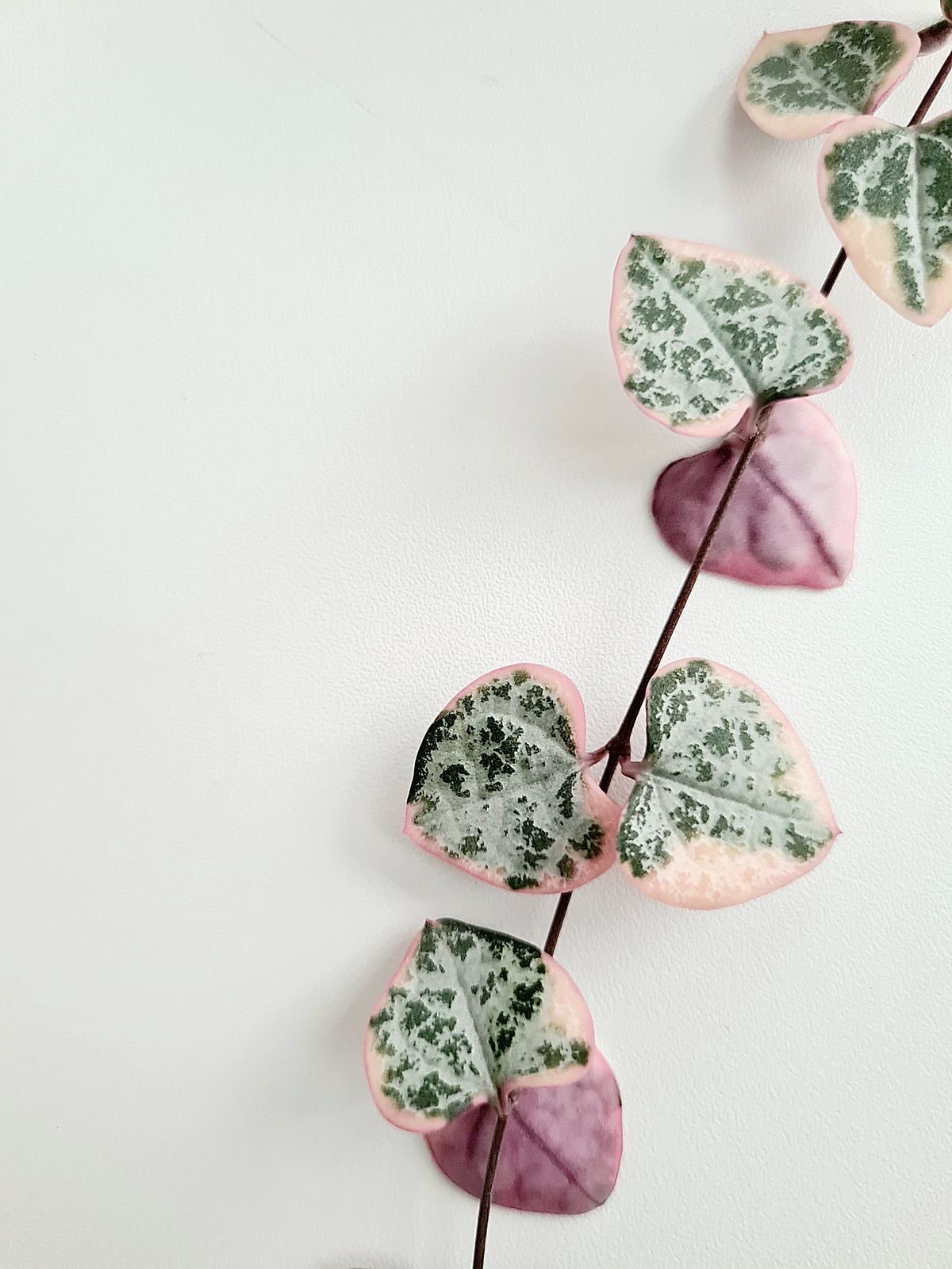 Ceropegia Woodii Variegata – (Kalp Kalbe Karşı)