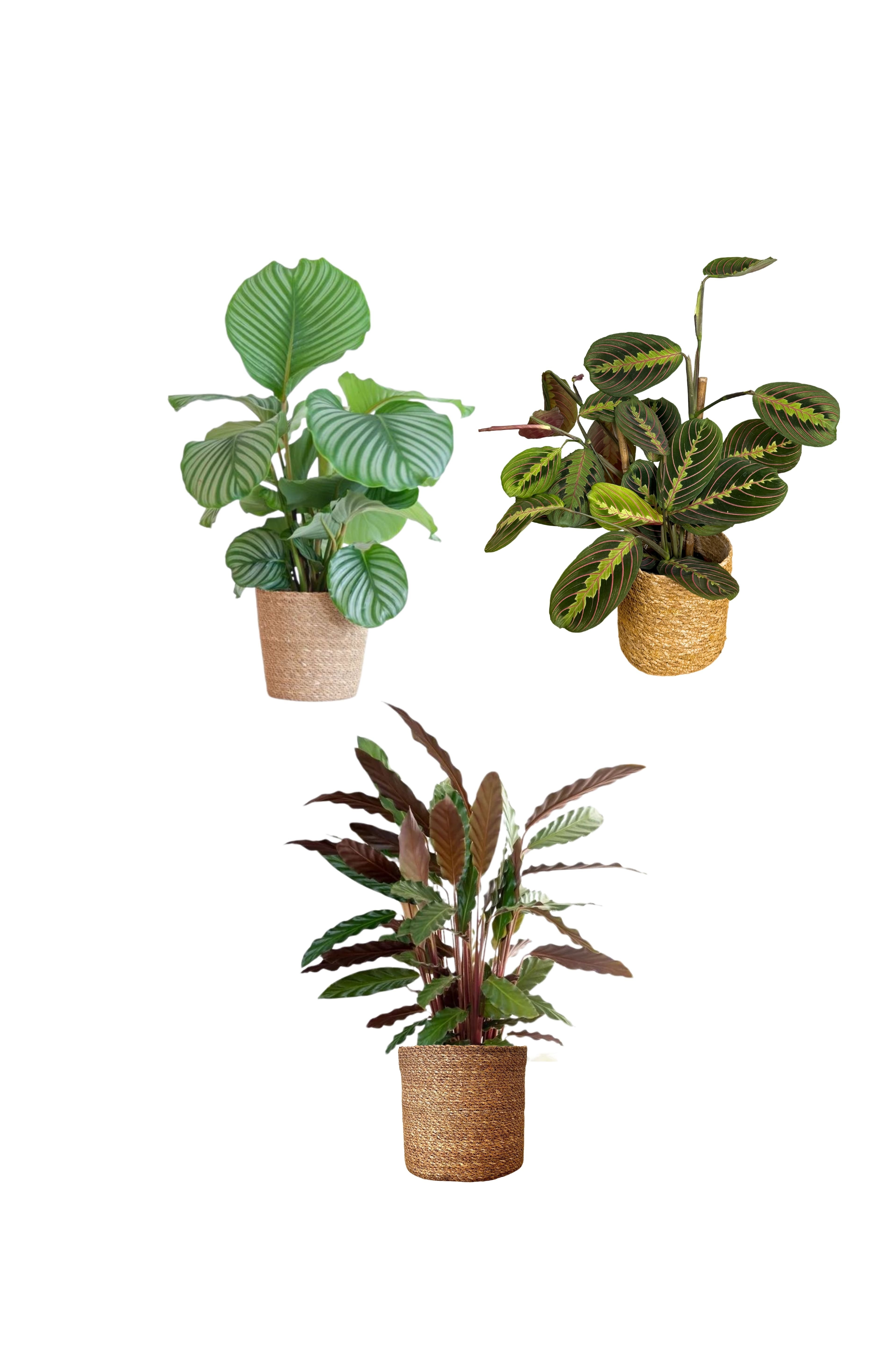 Calathea Üçlü Set (Orbifolia-Maranta-Rufibarba)