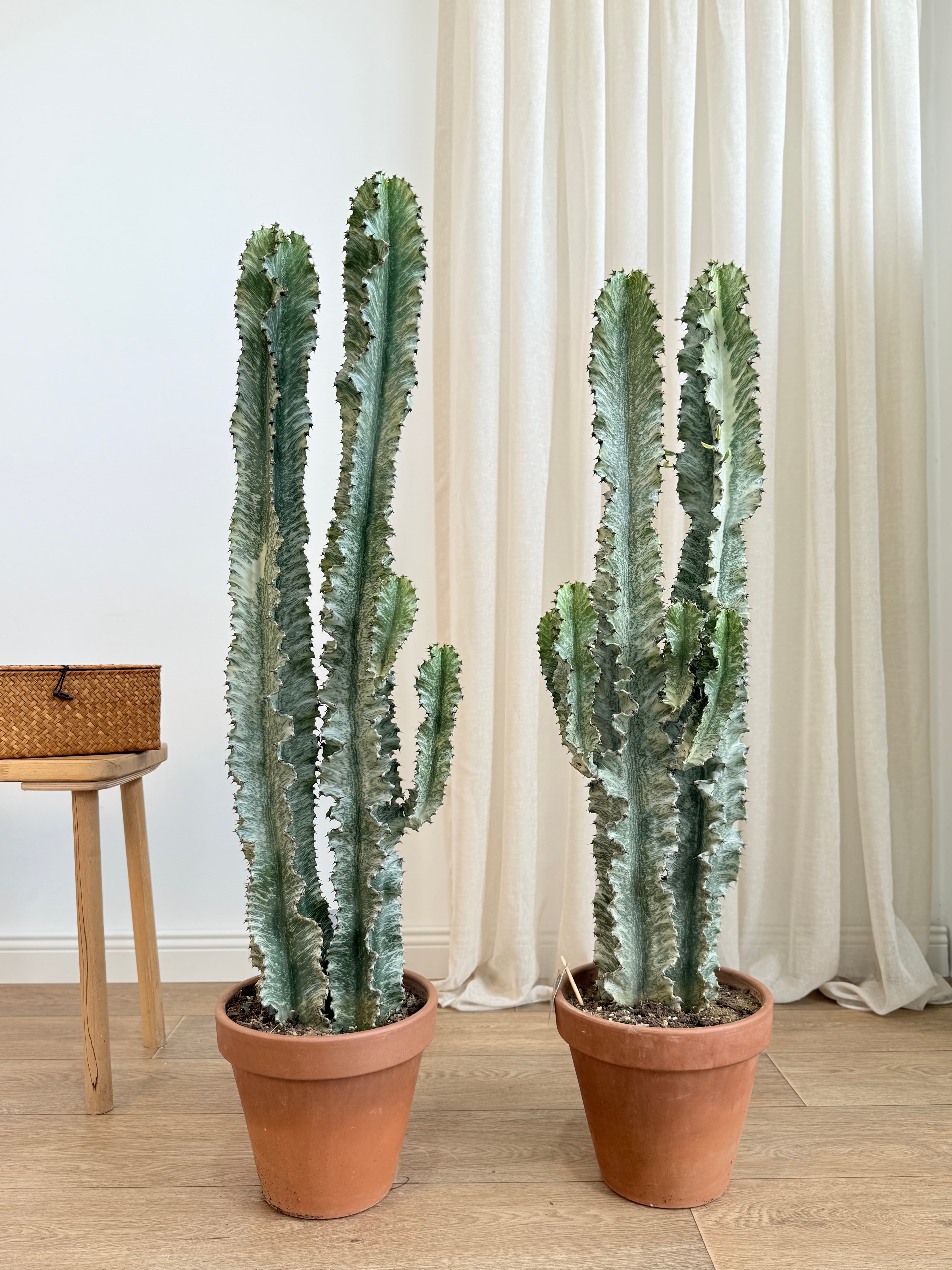 Euphorbia ingens Variegata – Alacalı Afrika Süt Ağacı Çift Köklü 130-140 cm