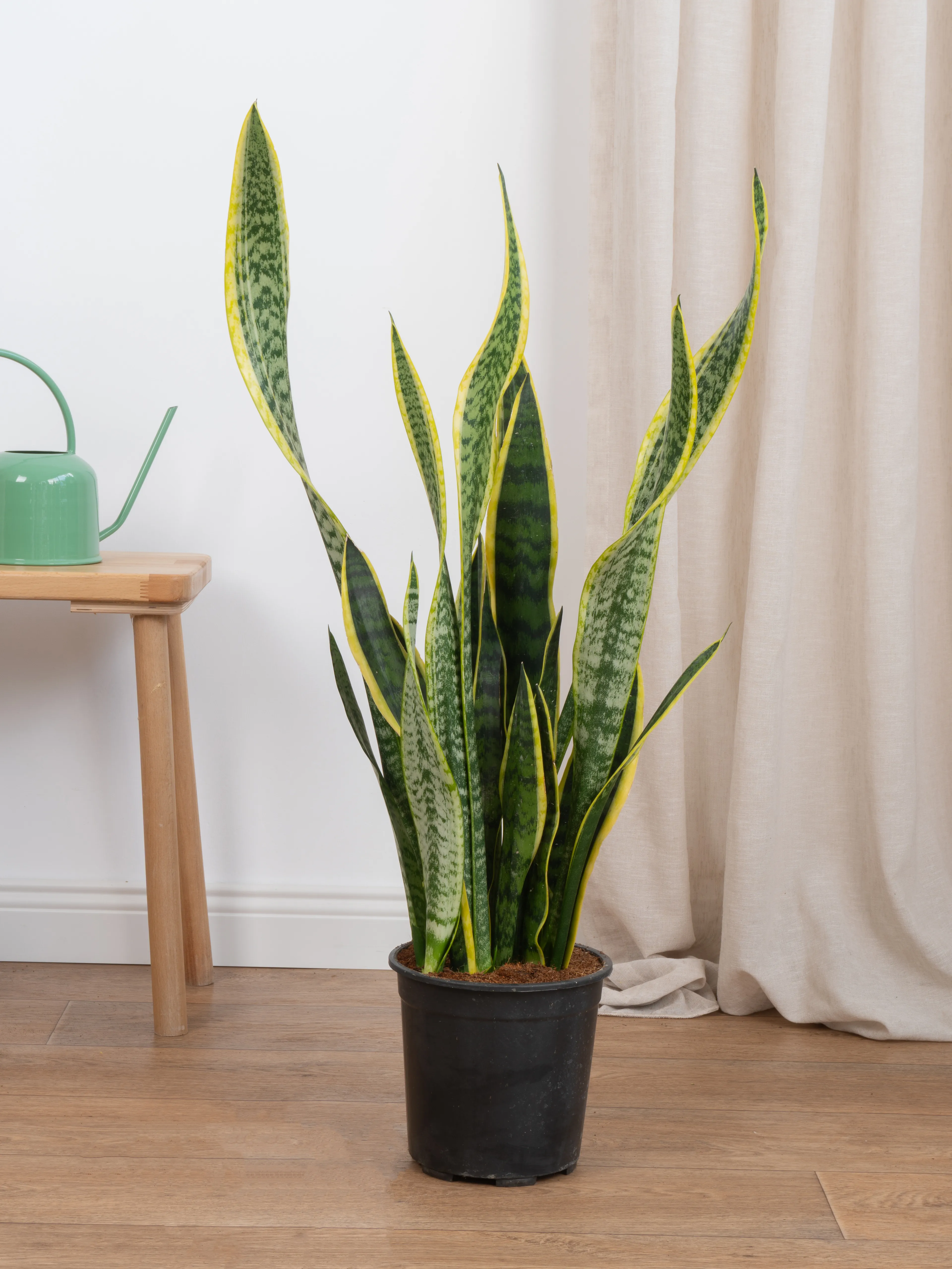 Kılıç Çiceği (Sanseveria Trifasciata -Peygamber Kılıcı-Paşa Kılıcı) Sarı-Yeşil 80-90 cm