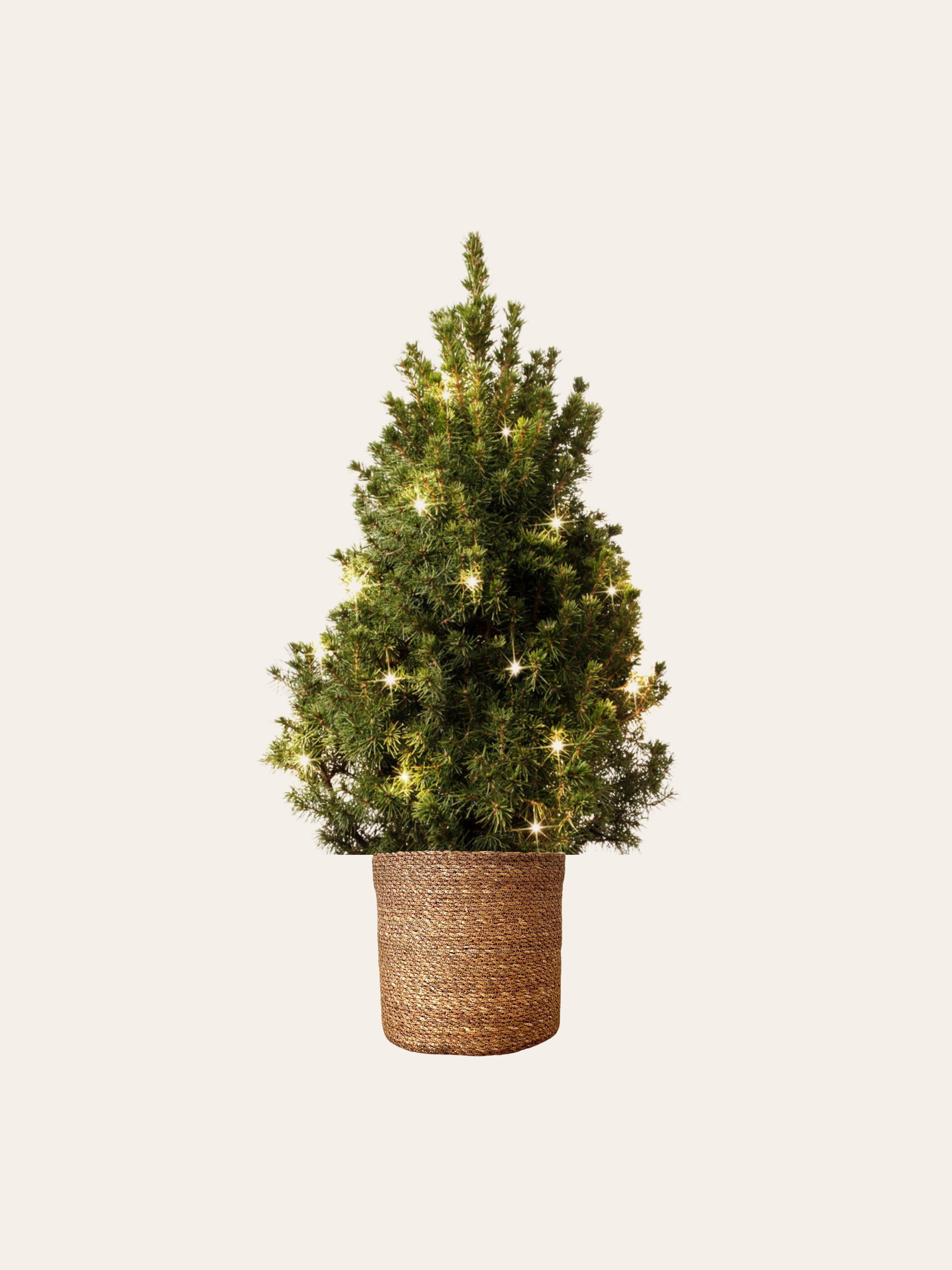 Picea Glauca Çam(Hasır Dekoratif Saksıda Led Işıklı 40 cm)