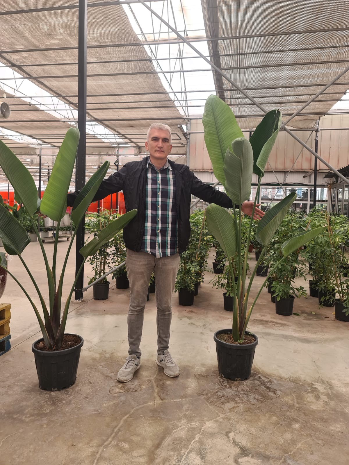 Starliçe 190-200 cm (Strelitzia Nicolai)
