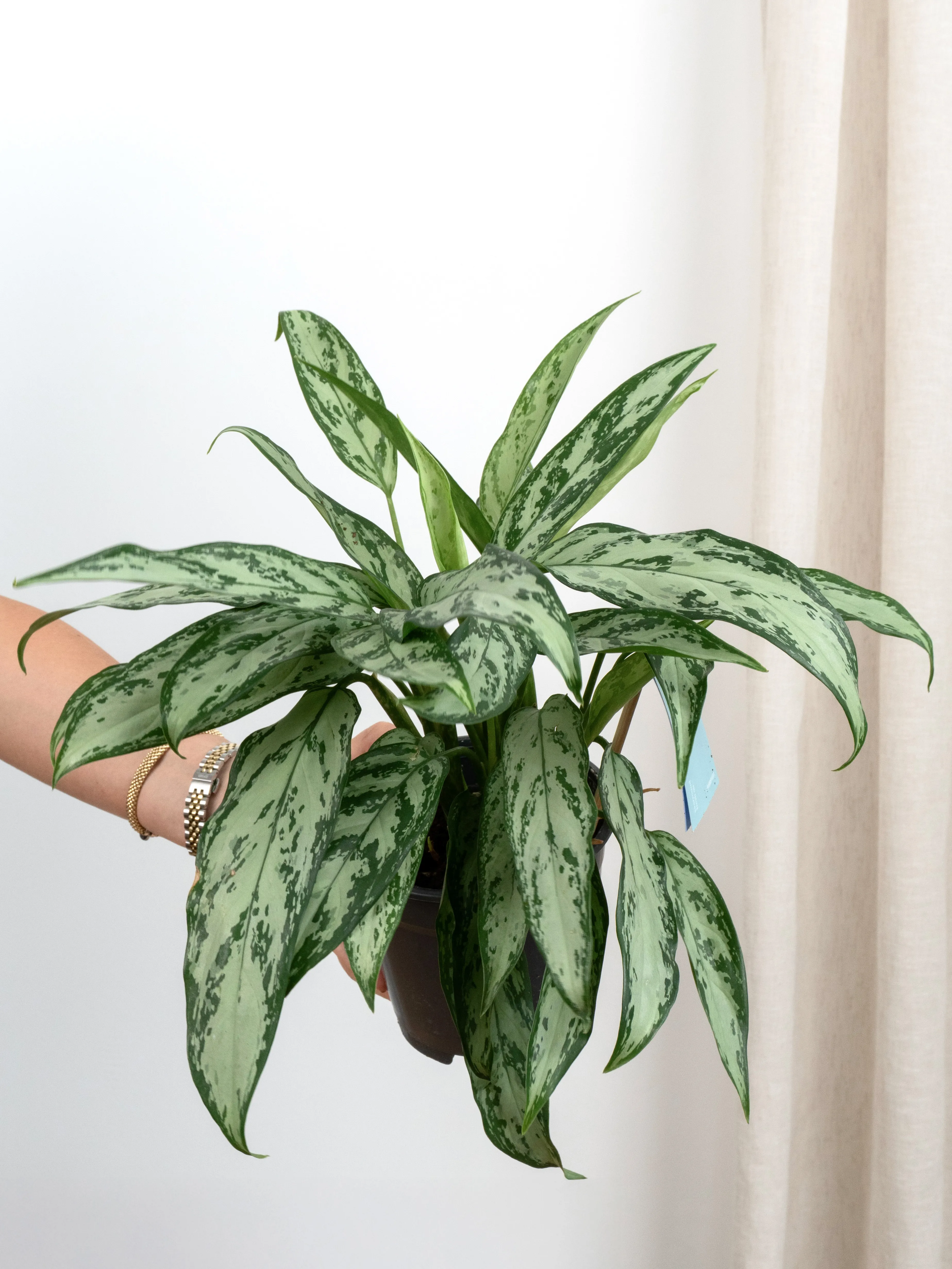 Aglaonema Modestum Hasır Dekoratif Saksıda