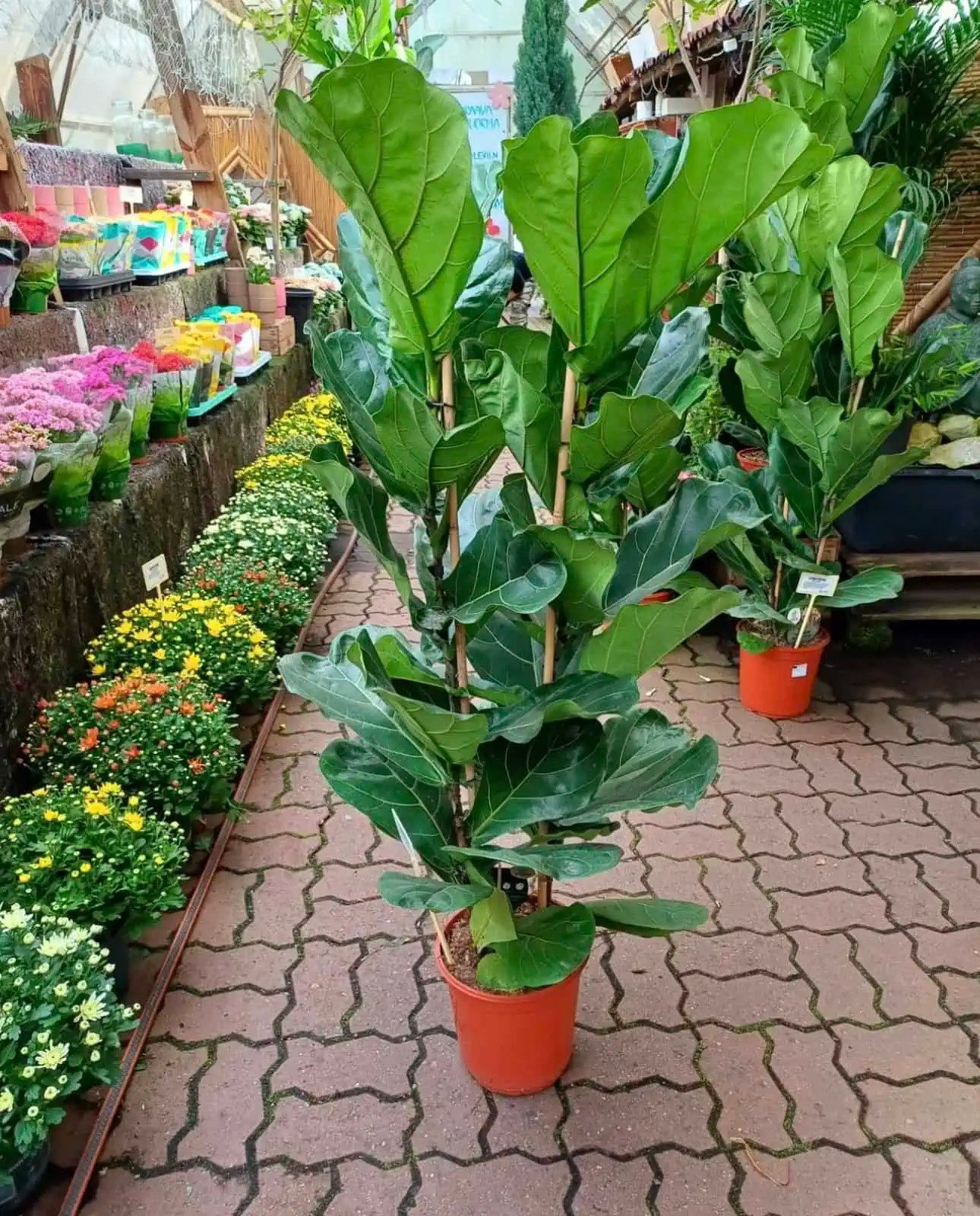Dört köklü Ficus lyrata (kemen yapraklı kauçuk )140-150 cm