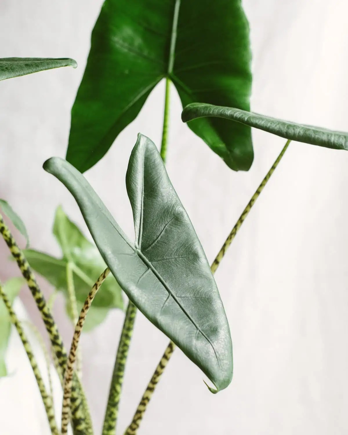 Alocasia Zebrina 90-100 cm Çok Köklü