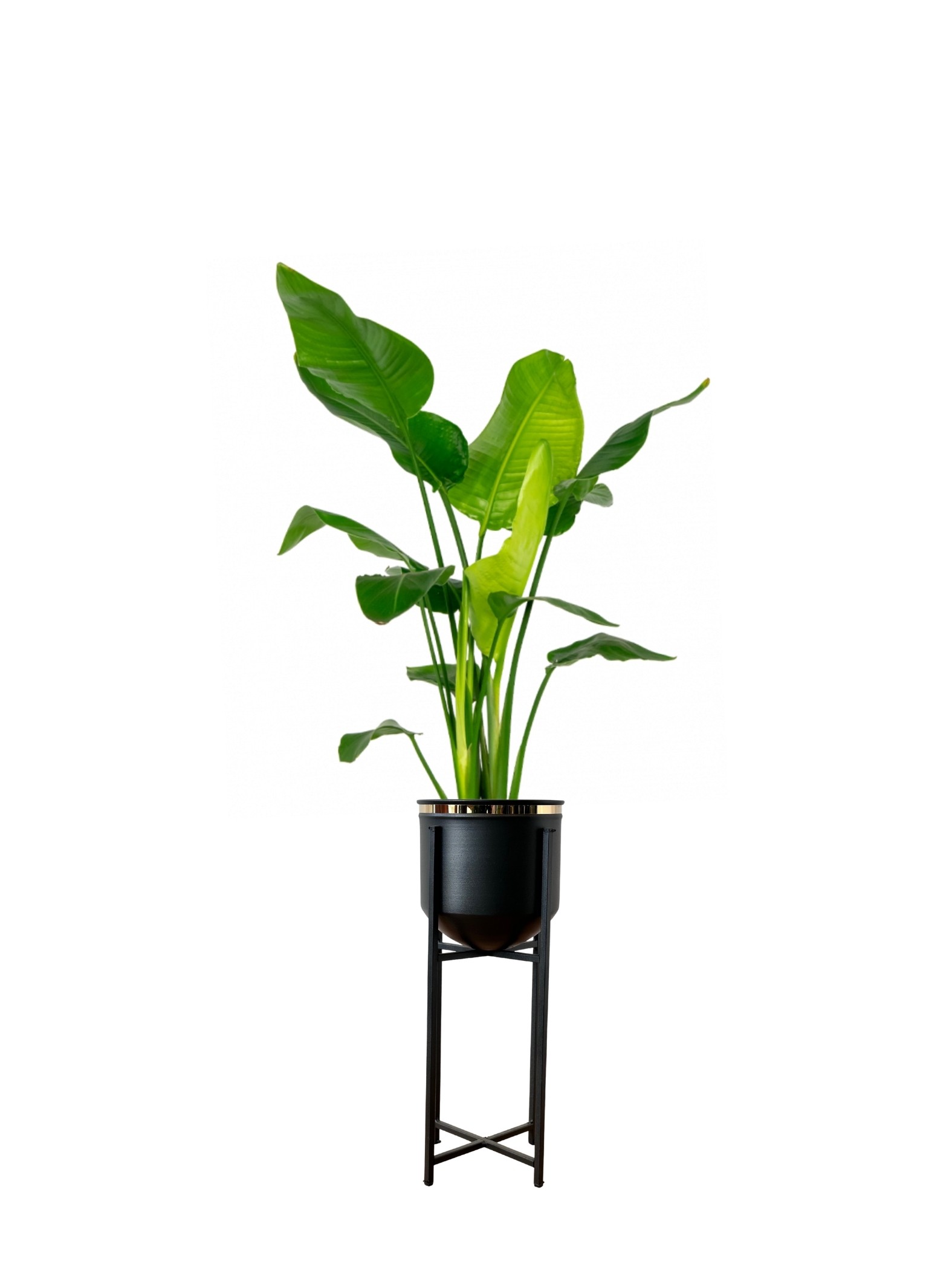 Starliçe-Çok Köklü  ( 90-100 cm Cennet Kuşu Çiçeği- Strelitzia Nicolai )