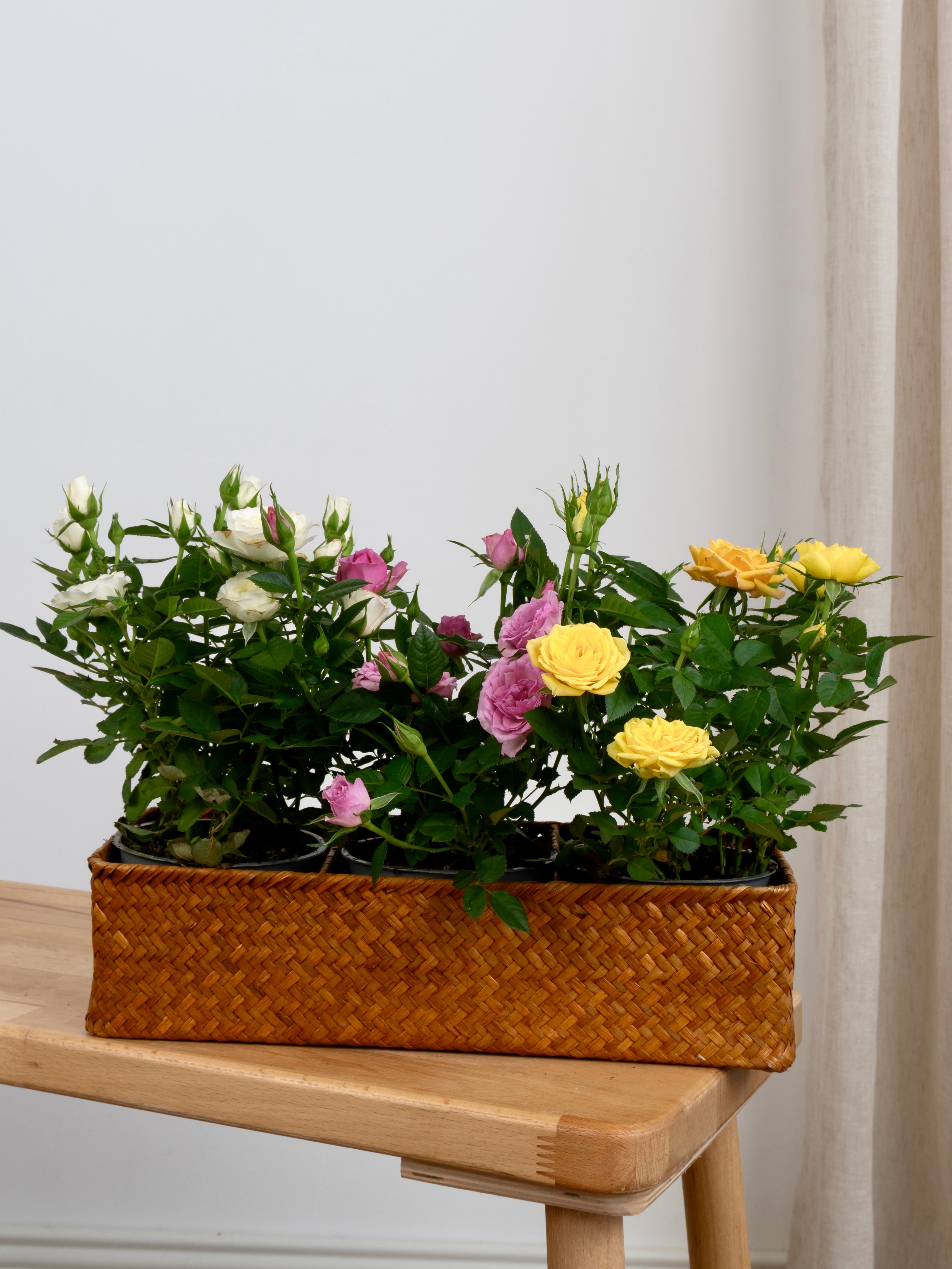 Mini Gül (Dörtlü Set)