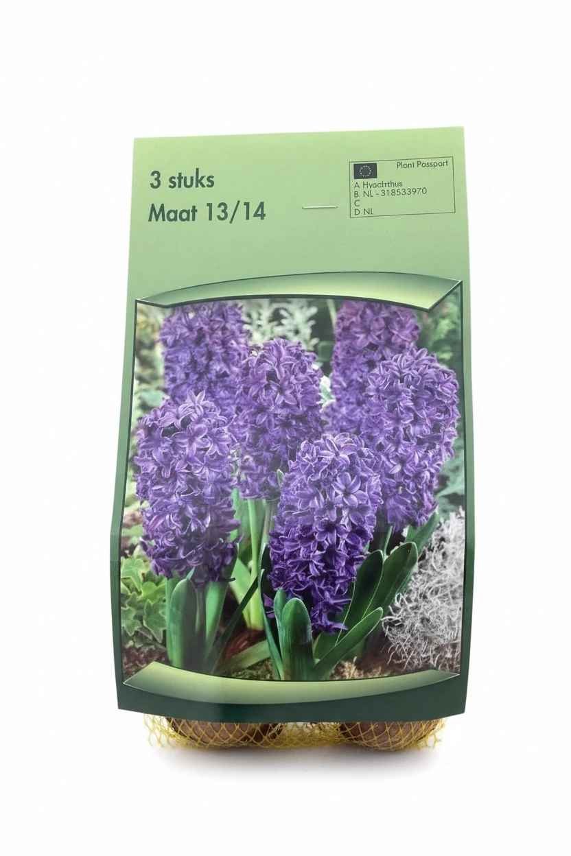 Mor Sümbül Soğanı – 3’lü Paket  İthal Çiçek Soğanı