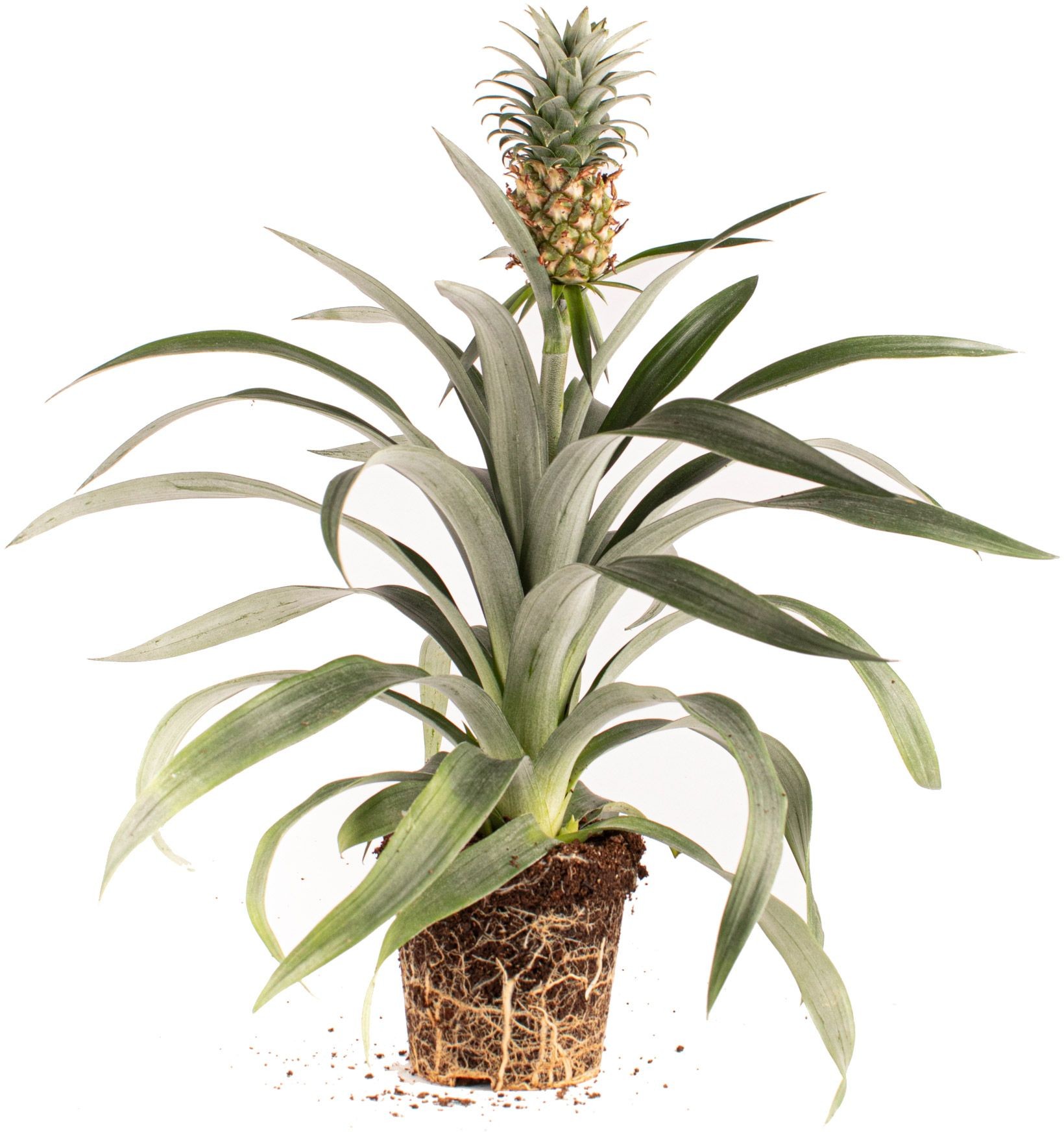 Ananas Plant (Ananas)