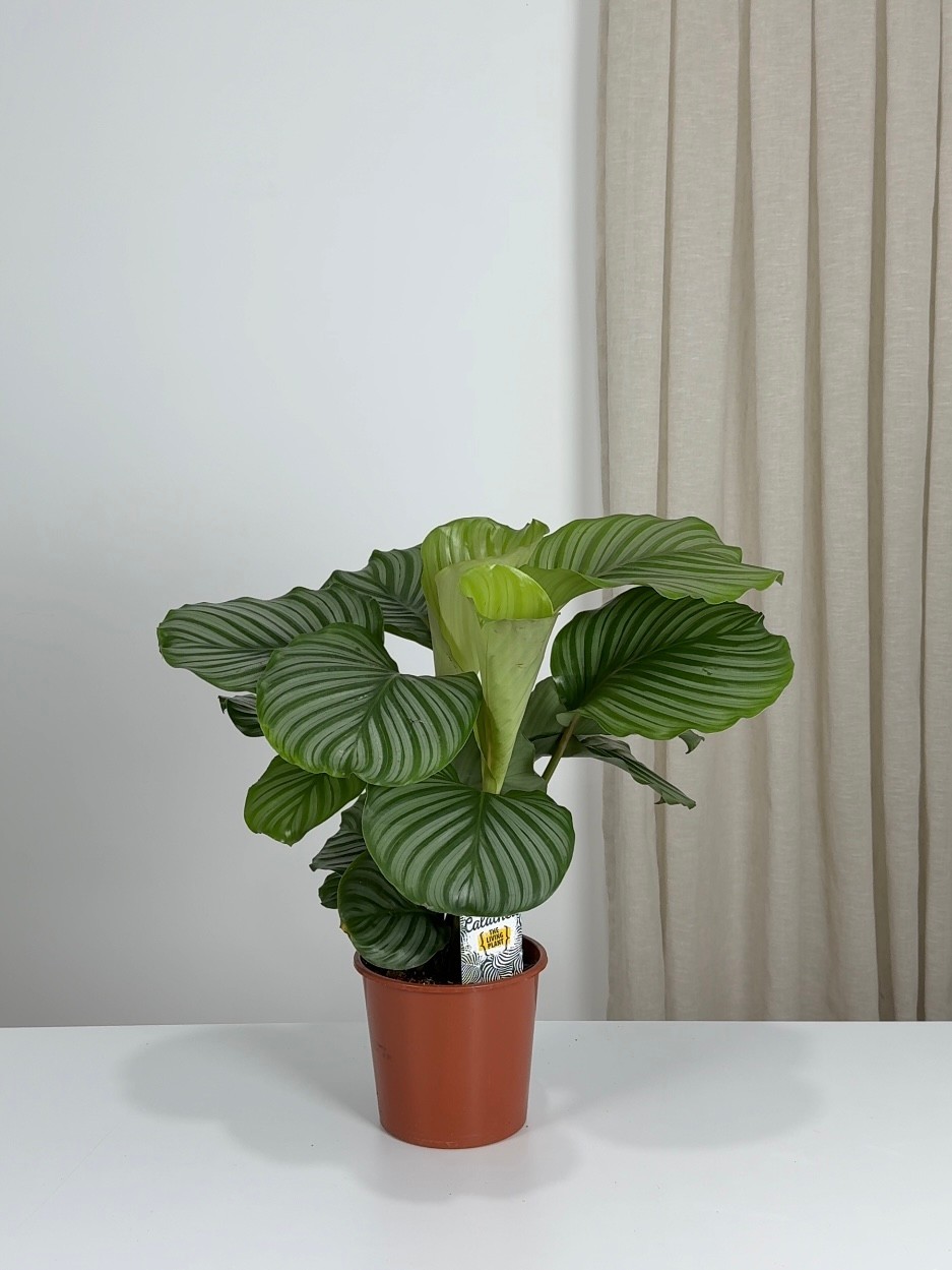 Calathea Üçlü Set(Medalion-Maranta-Orbifolia)