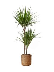 Dracena