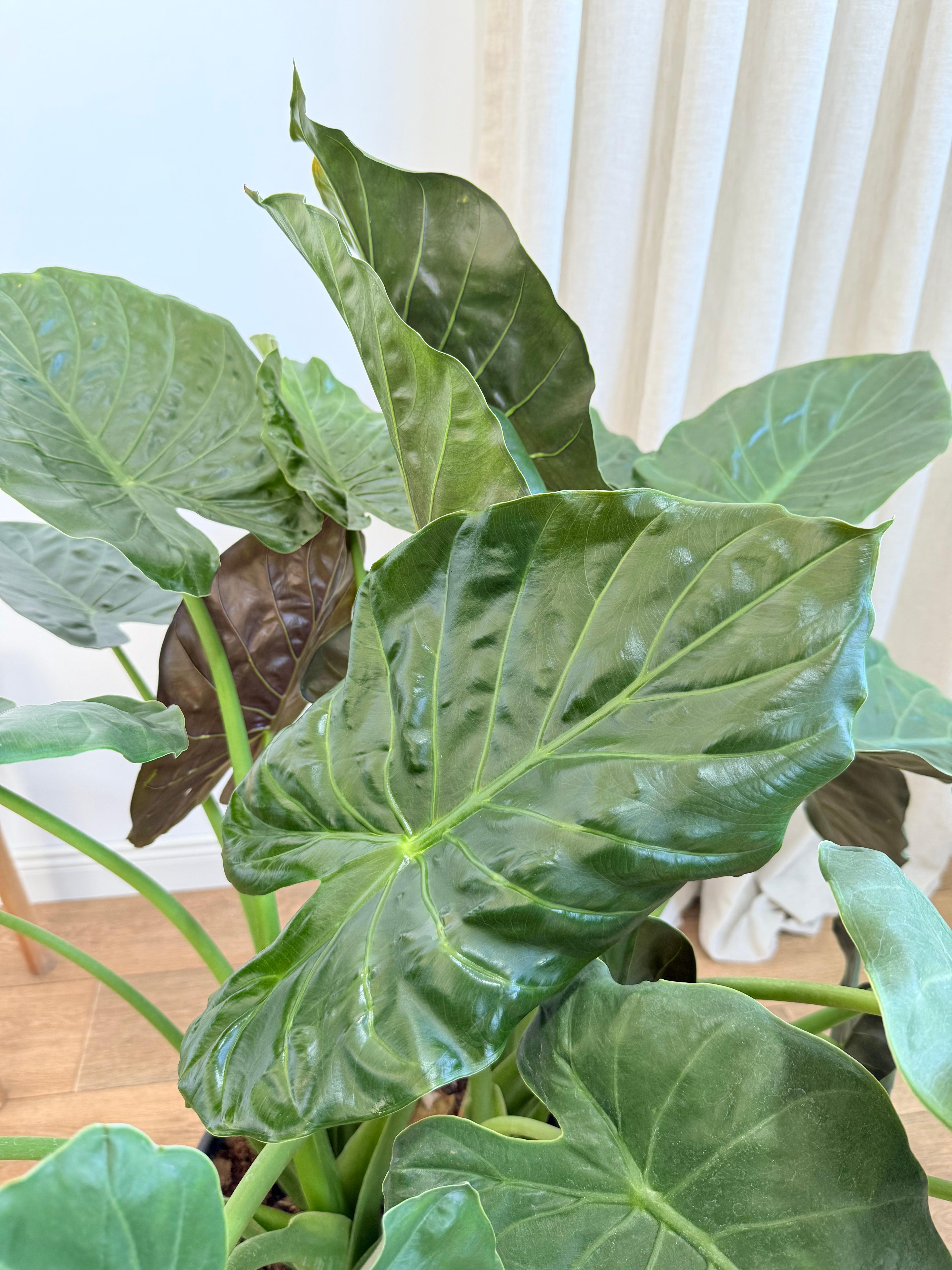 Alocasia Wentii – Anaç Boy (120-130 cm)