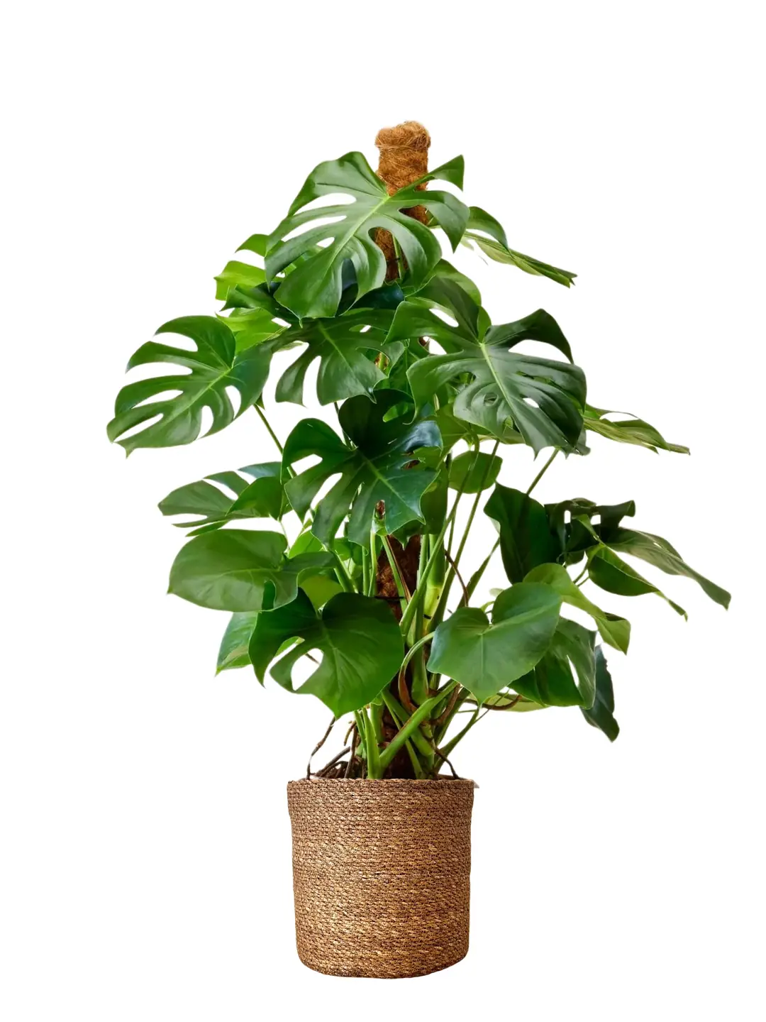 pole for monstera Starter Moss Pole: Clear
