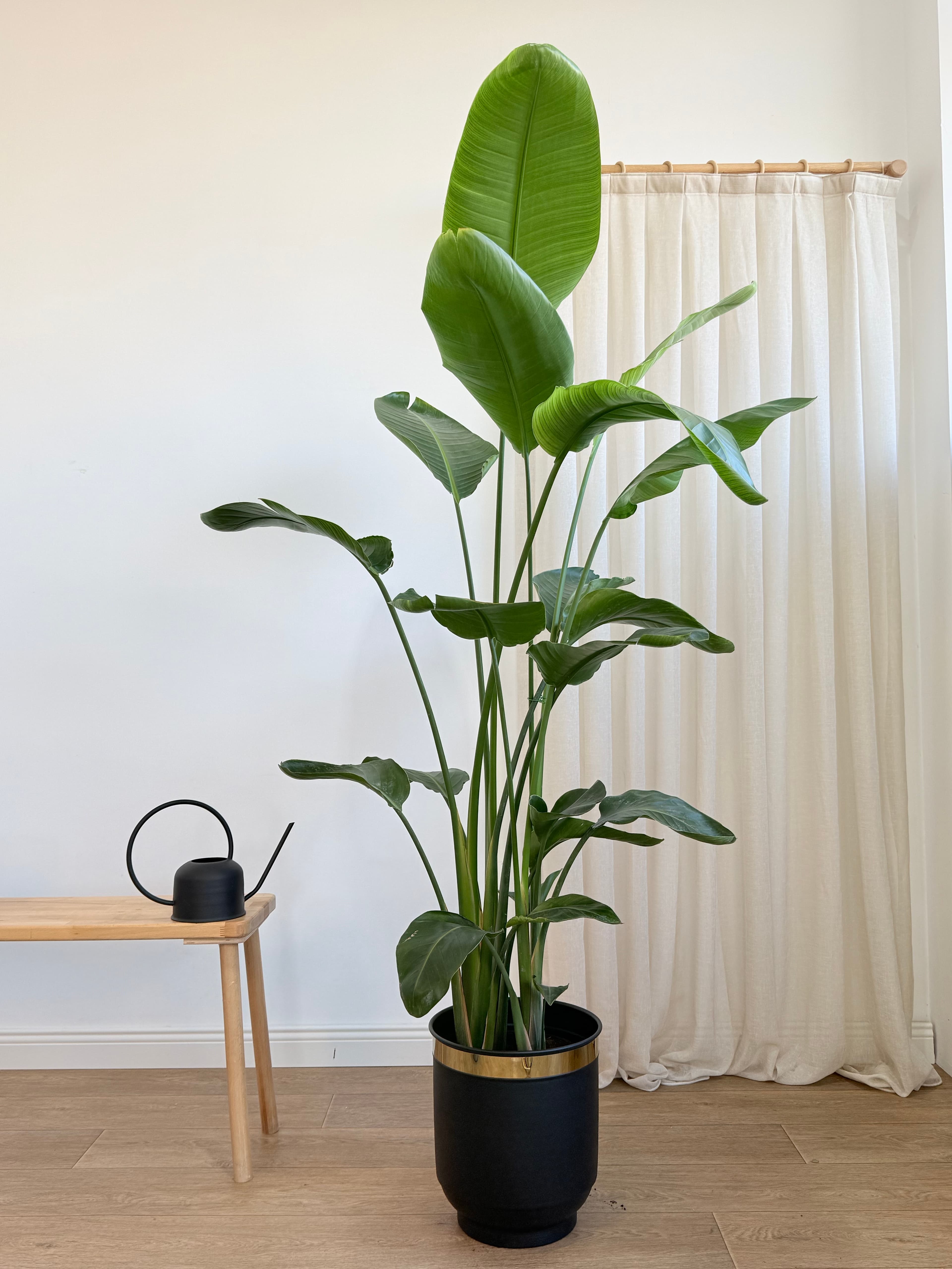 Starliçe- Dört Köklü Dolgun Form (Strelitzia Nicolai 180-200 cm )