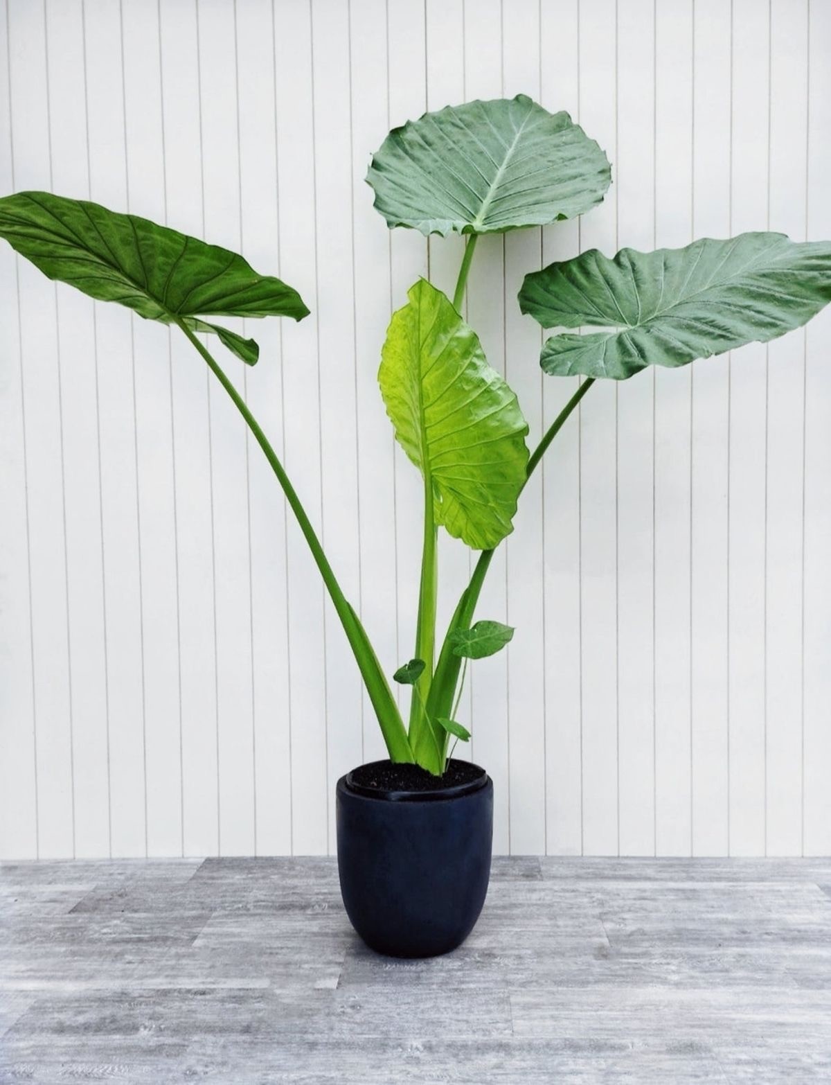 Alocasia Macrorrhizos  110-120 cm (Fil Kulağı-Fil Ayağı)