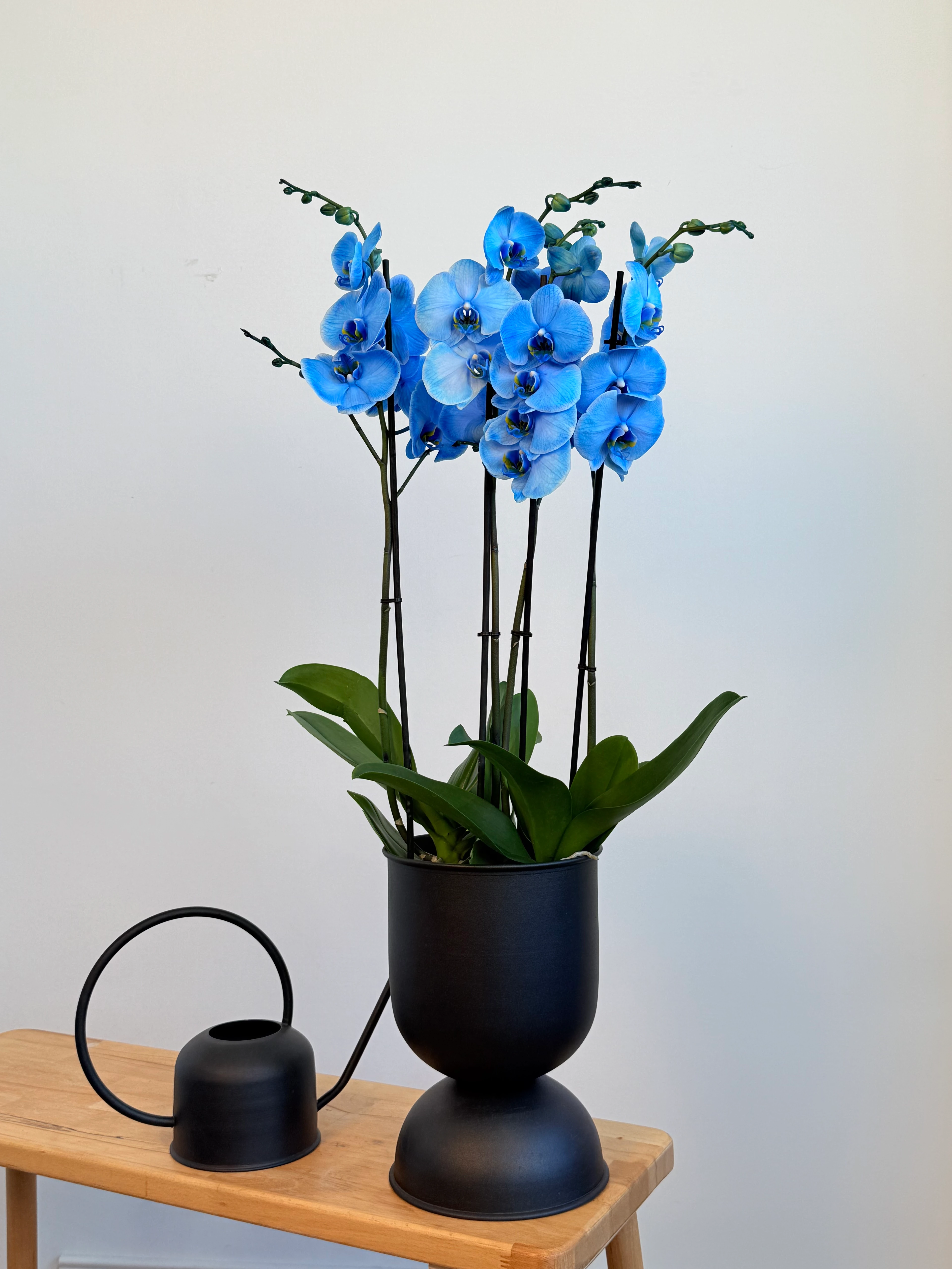 Orkide Mavi Dört Dallı (İthal Premium)