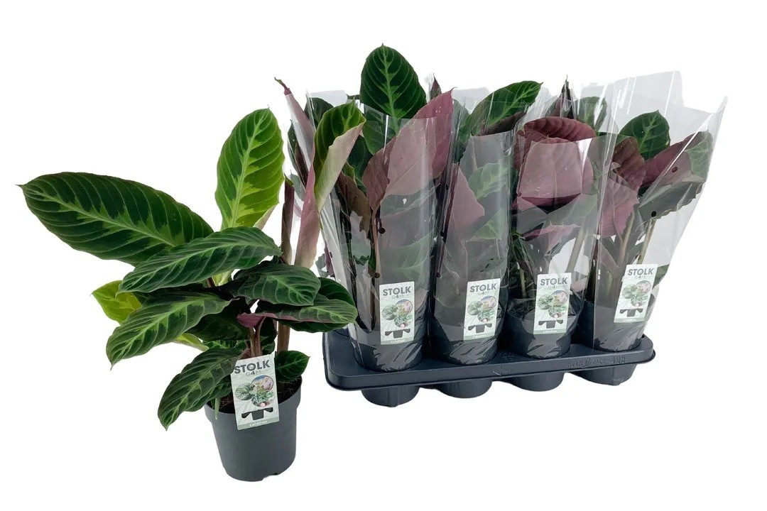 Calathea Warscewiczii (50-50 cm)