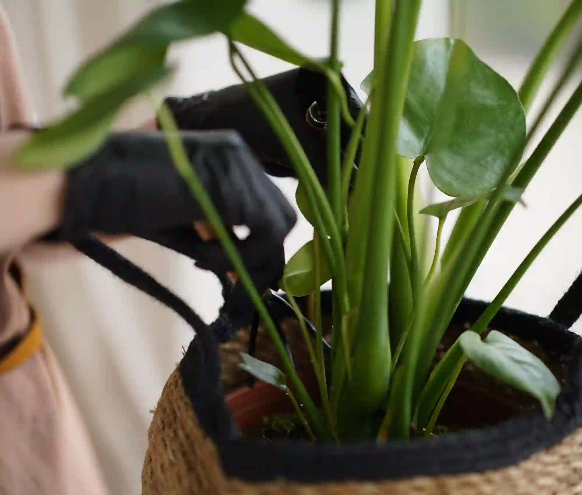 Deve Tabanı (Monstera) Toprağı