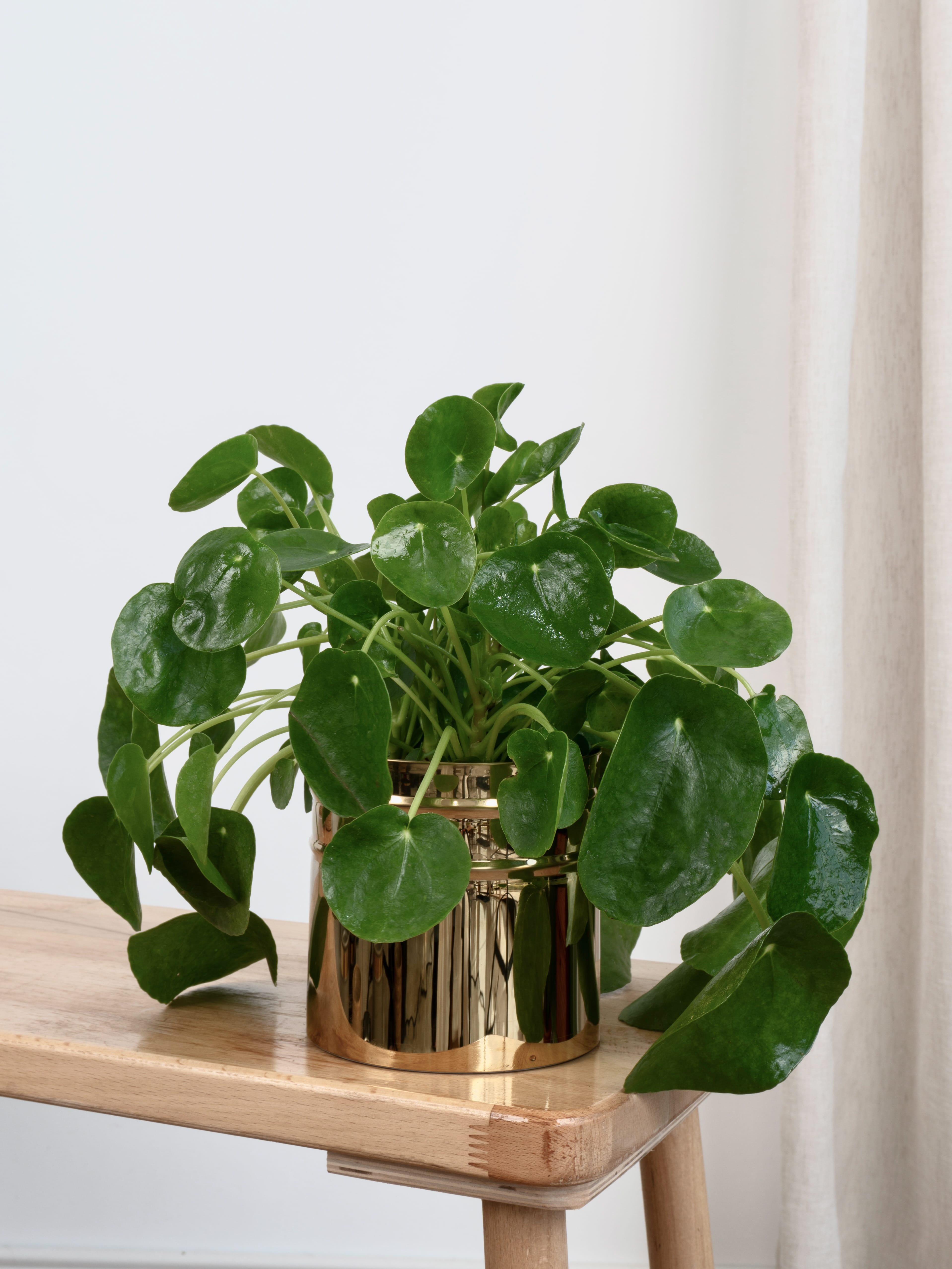 Pilea Çiçeği - Çin Para Çiçeği