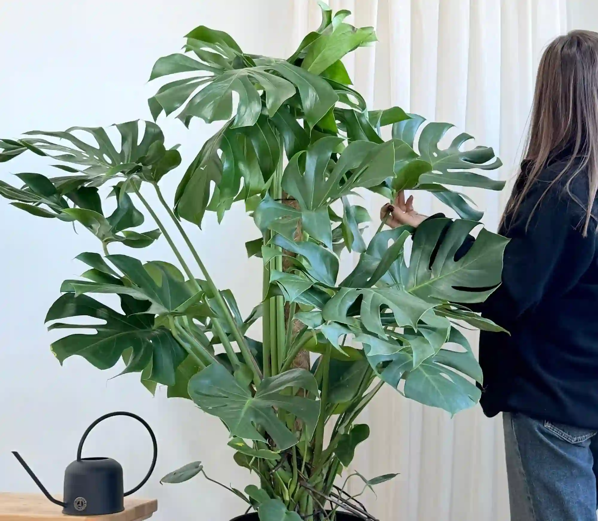 Deve Tabanı (Monstera) Sulama