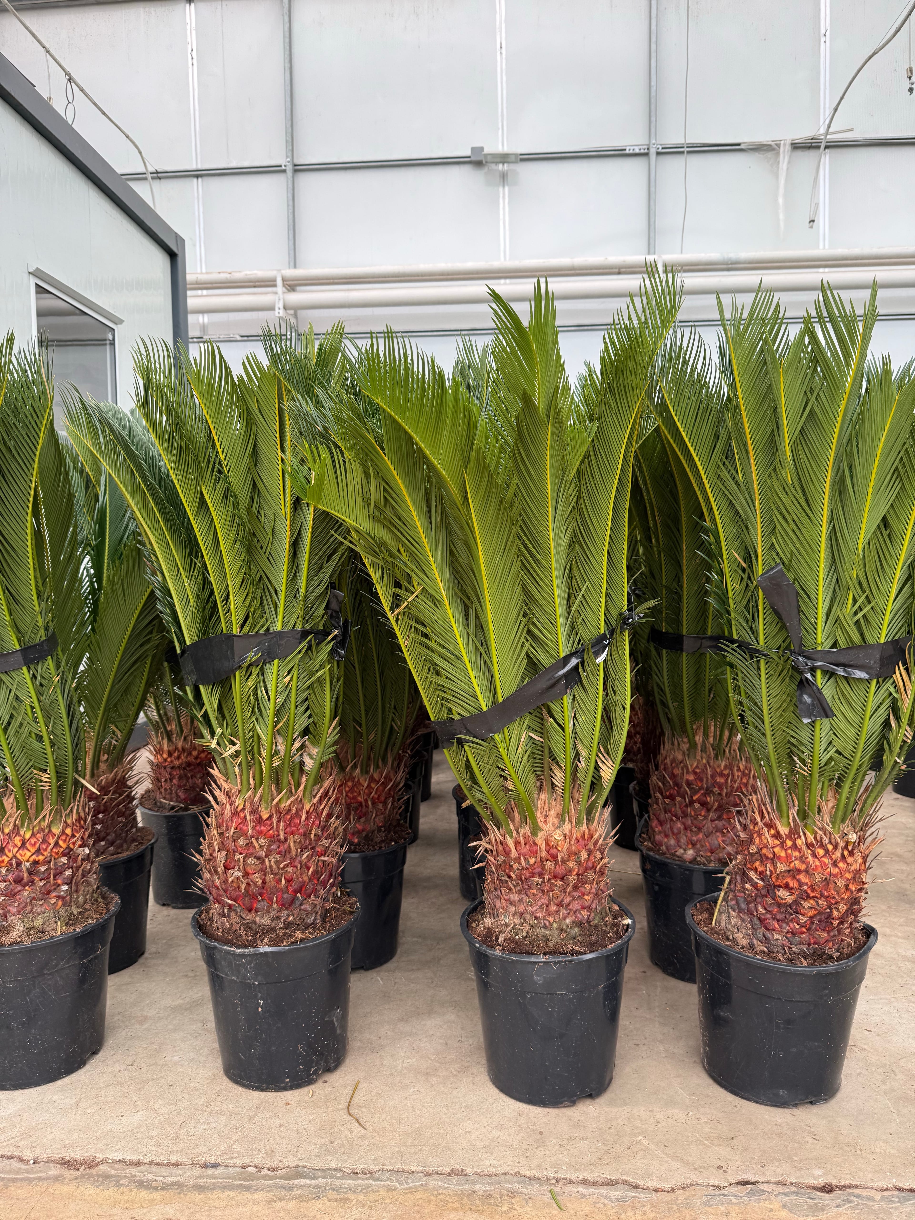 Cycas Revoluta XL – (Sikas -Japon Sago Palmiyesi)