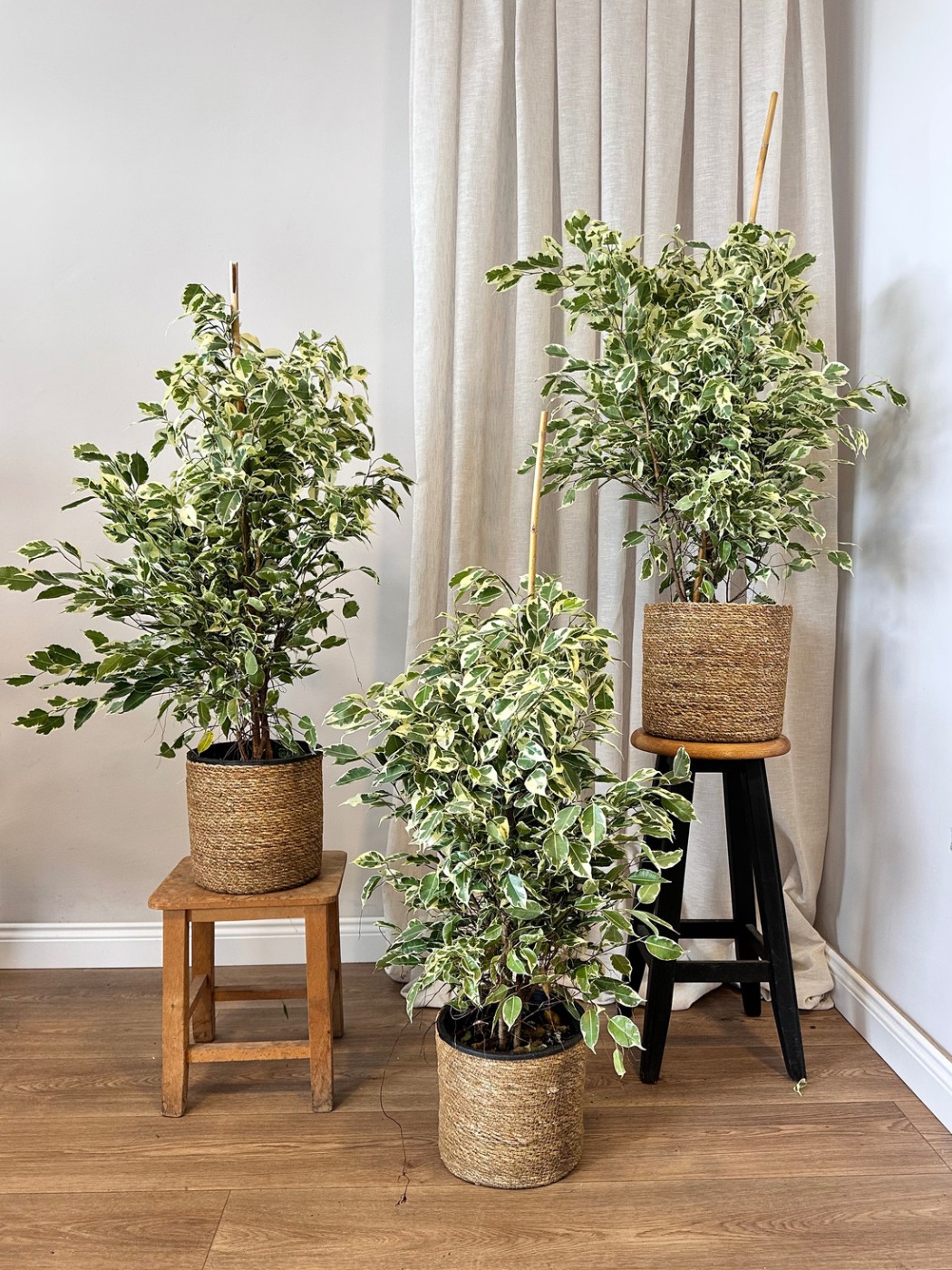 Ficus Benjamin Alacalı Yeşil-Beyaz (Ficus Benjamin Golden King) 90-100 cm