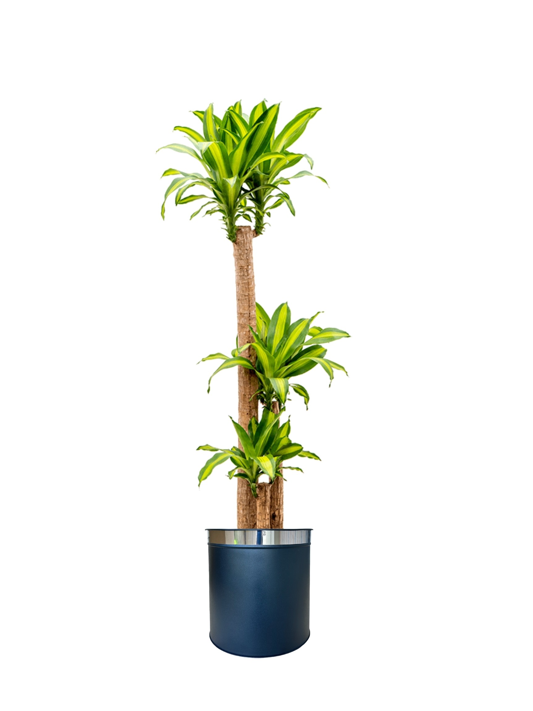Massengena  Üç Kollu 130-150 cm yuka