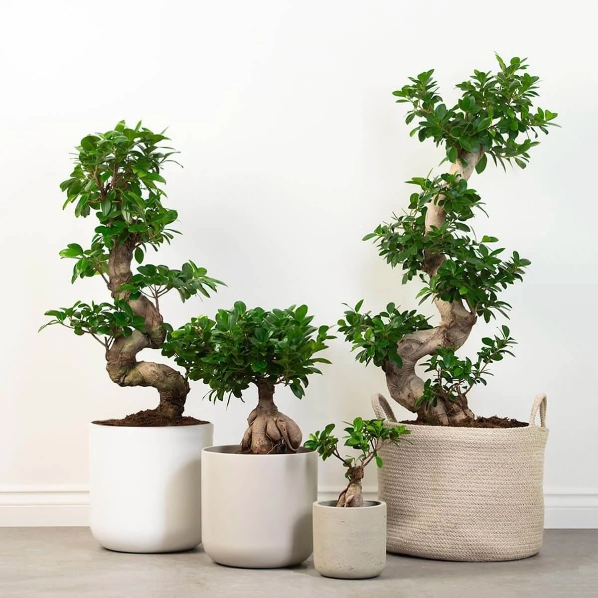 Ficus Bonsai s form 60 cm