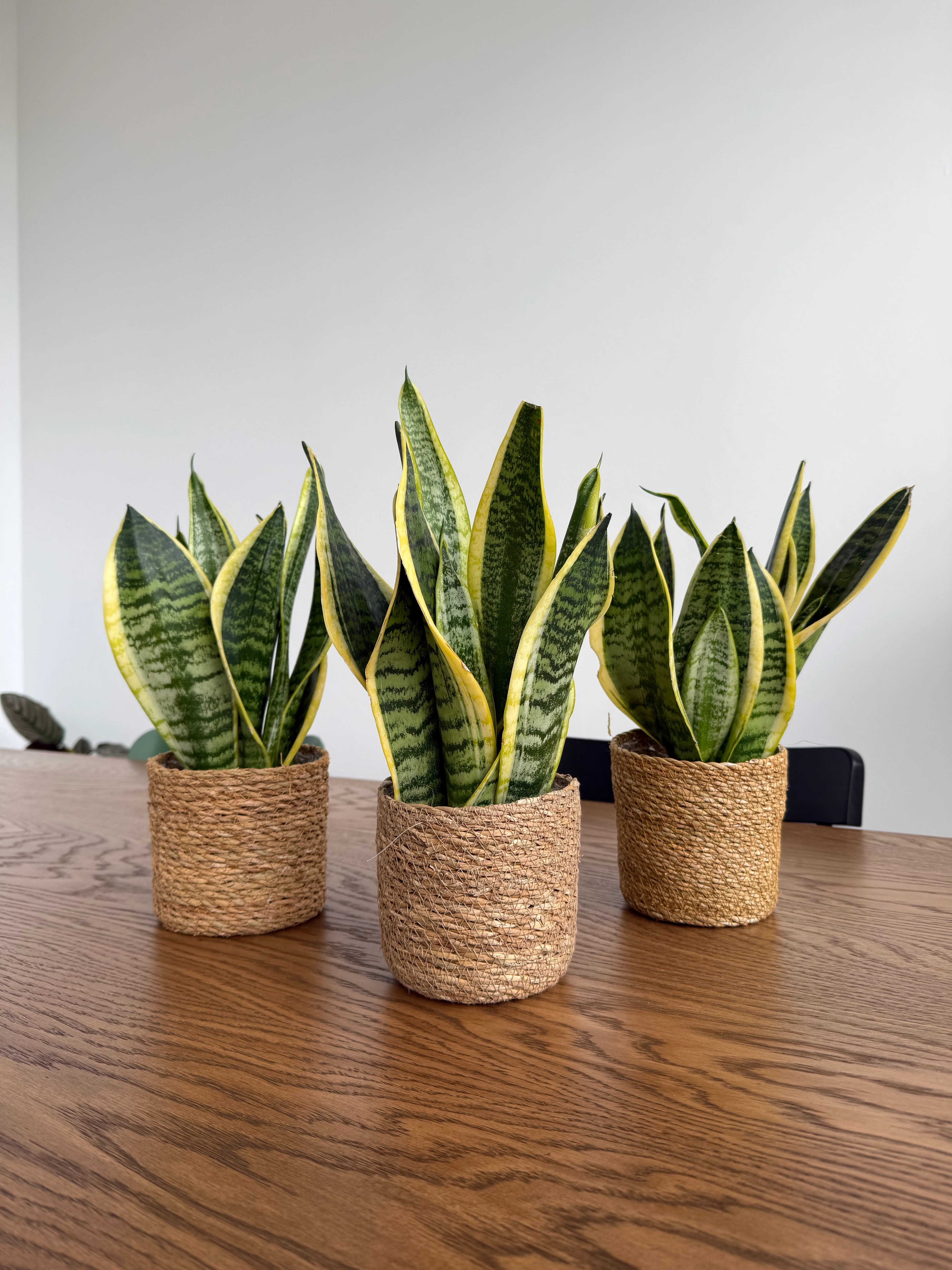 Favori Bitki Seti (110 cm Areka Palmiyesi- 80 cm Massengena İki Kollu- Masa Boy Kılıç)