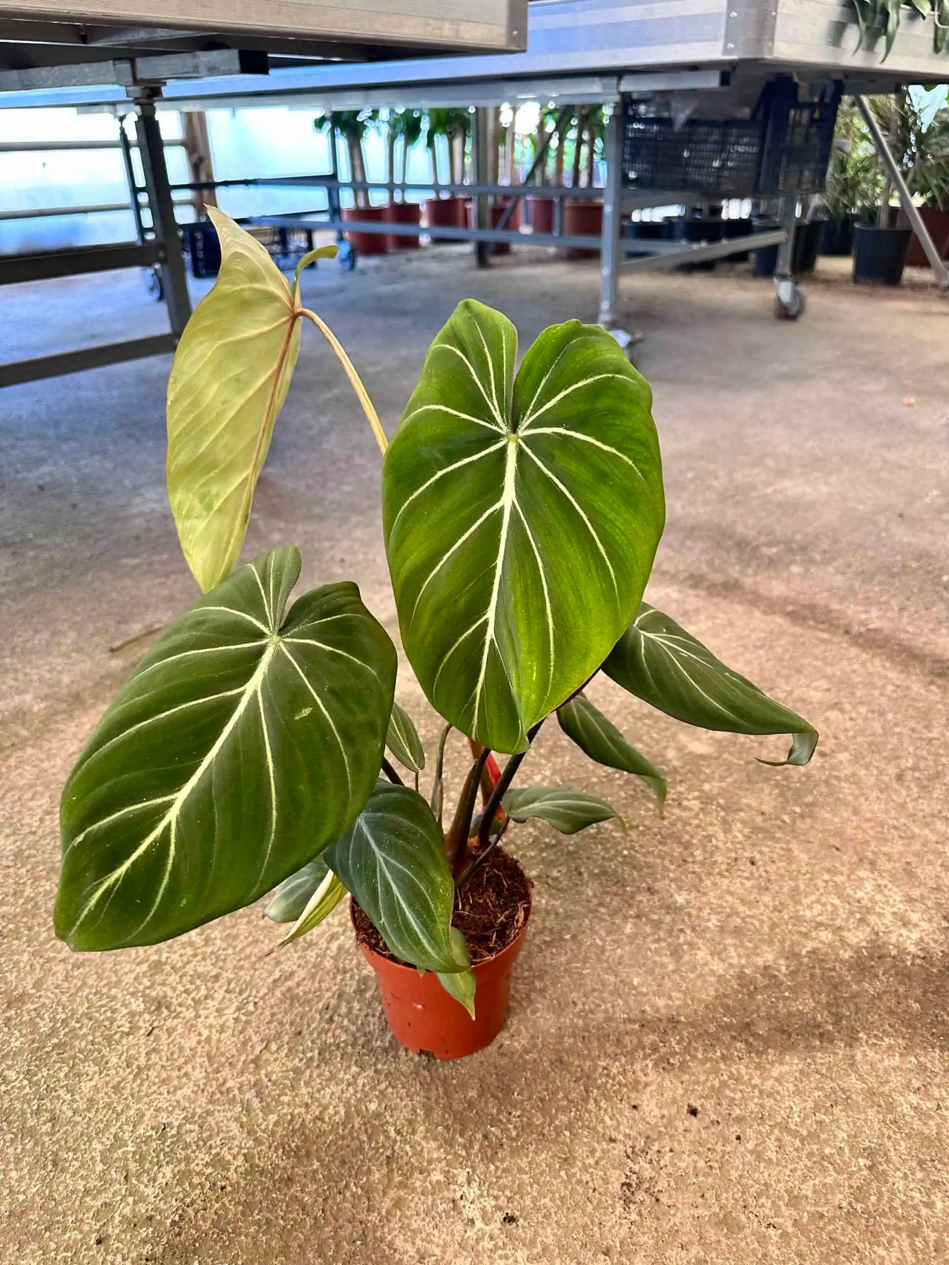 philodendron gloriosum (özel tür)