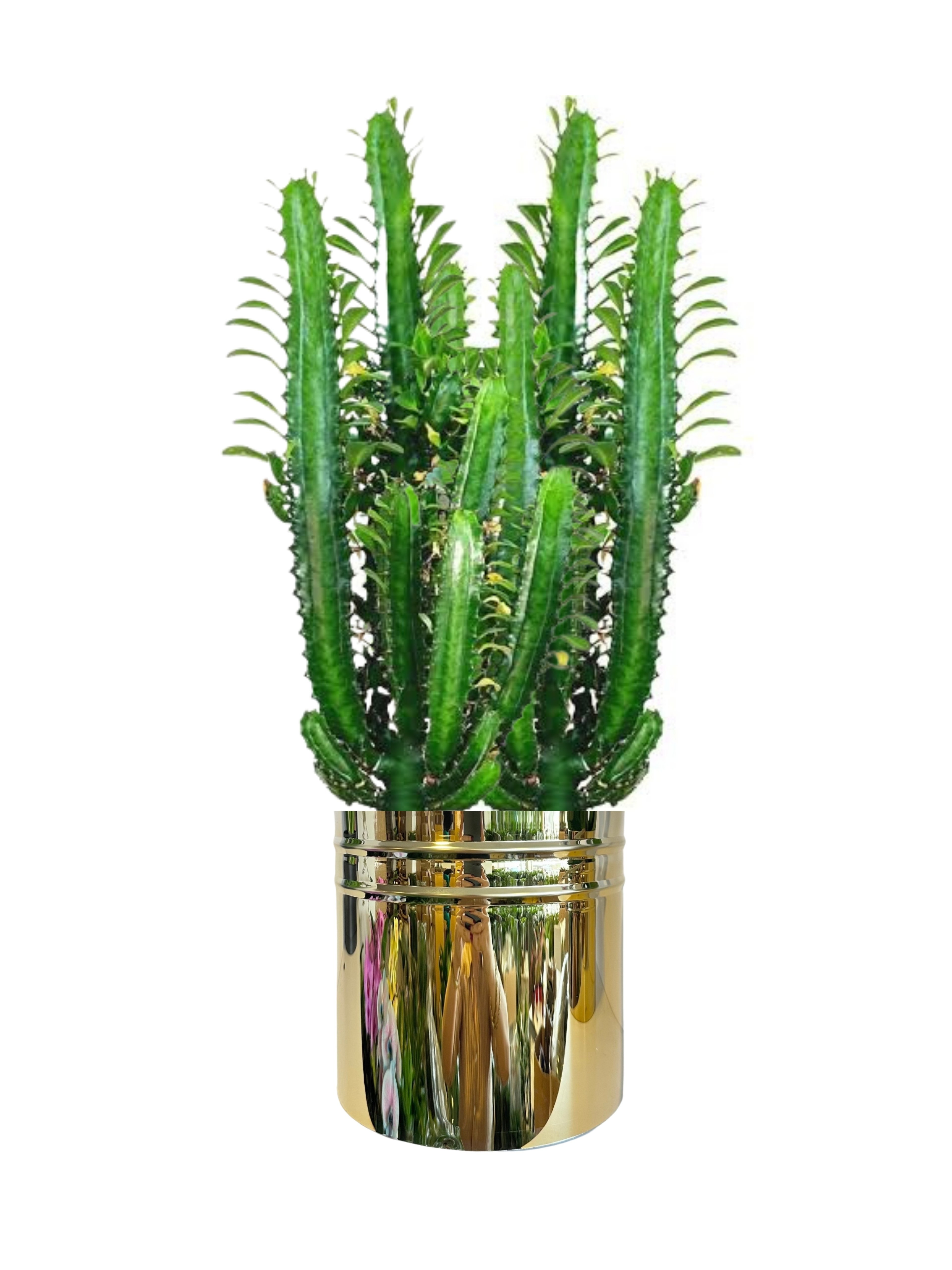Euphorbia Trigona (Afrika Süt Ağacı 40-50 cm)