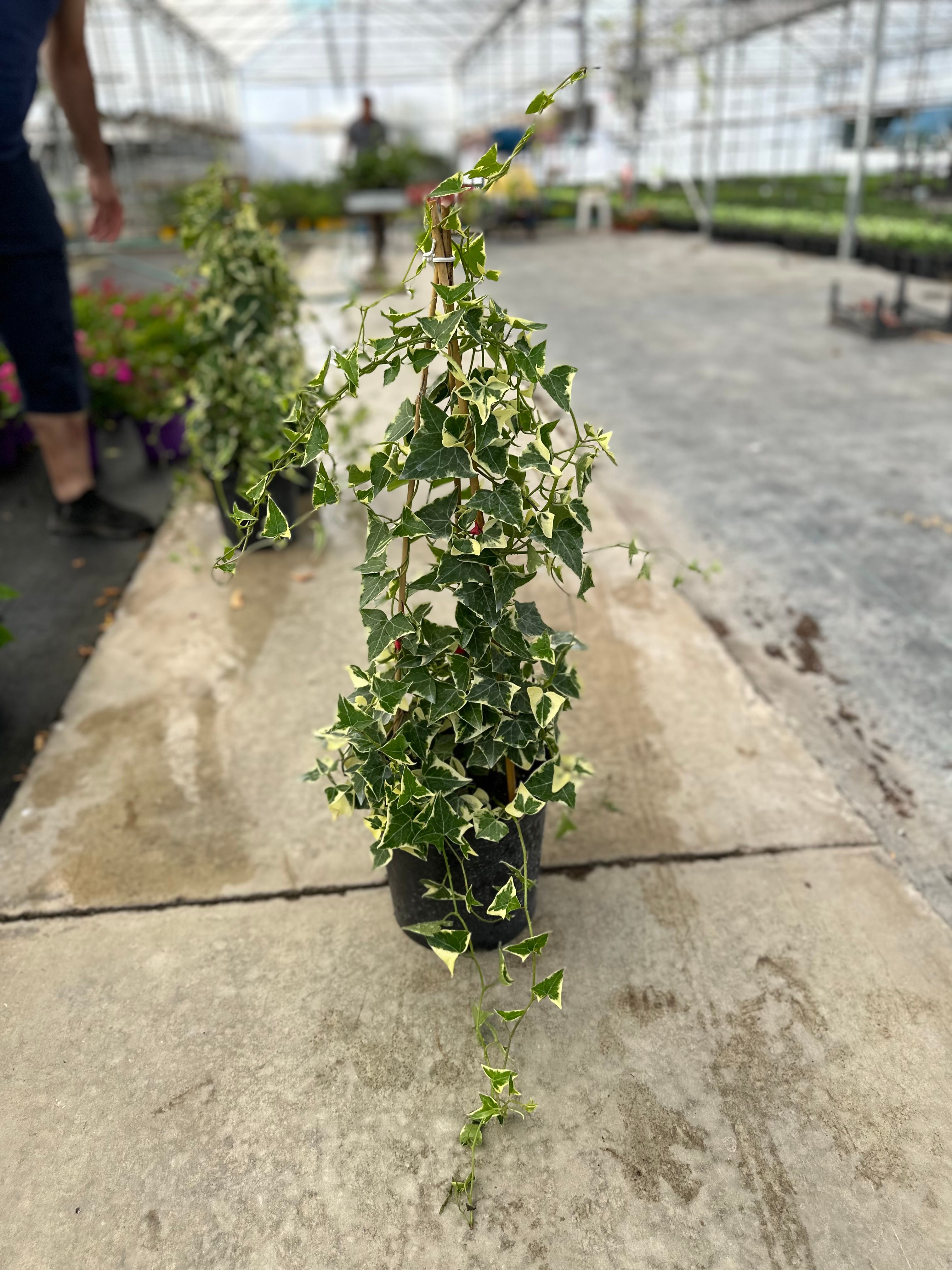 Hedera Helix Veriagata (İngiliz Sarmaşığı)  Özel Tür