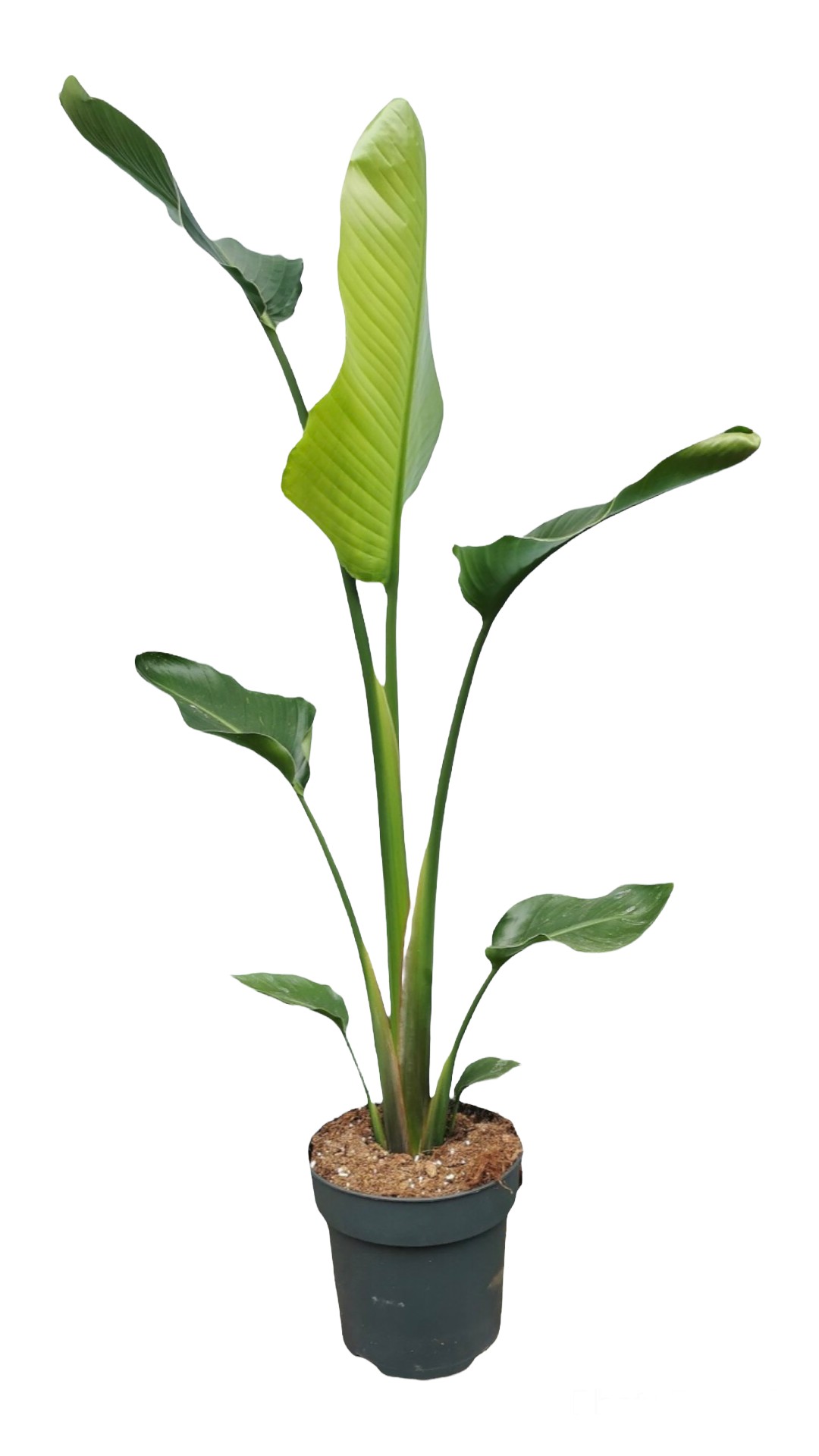 Favori Bitki Seti (90-100 cm tek kök starliçe, 60-70 cm monstera, pilea)