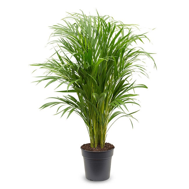 Favori Bitki Seti (120 cm areka palmiyesi-100 cm çok köklü starliçe-calathea orbifolia)