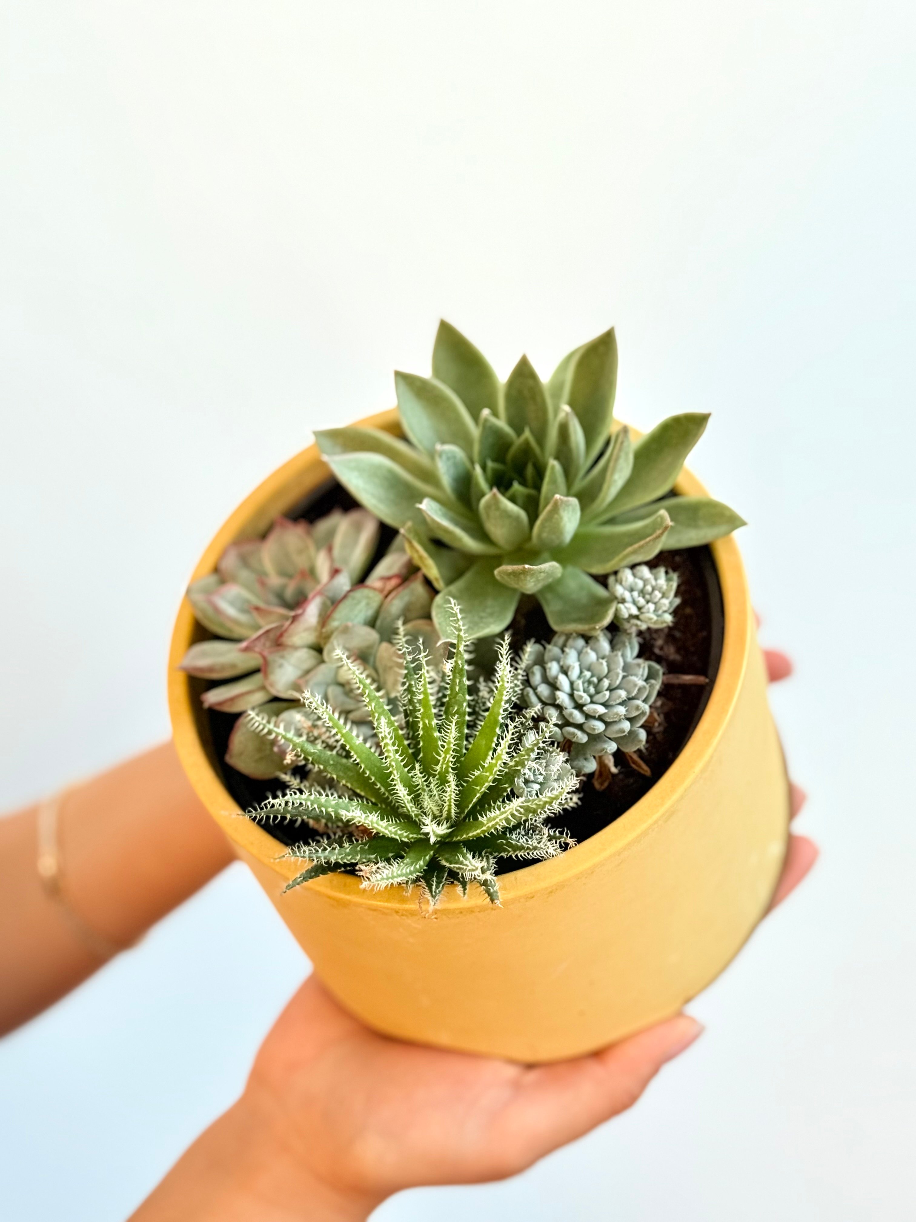 Mix Sukulent Tasarımı – 14 cm Seramik Saksıda