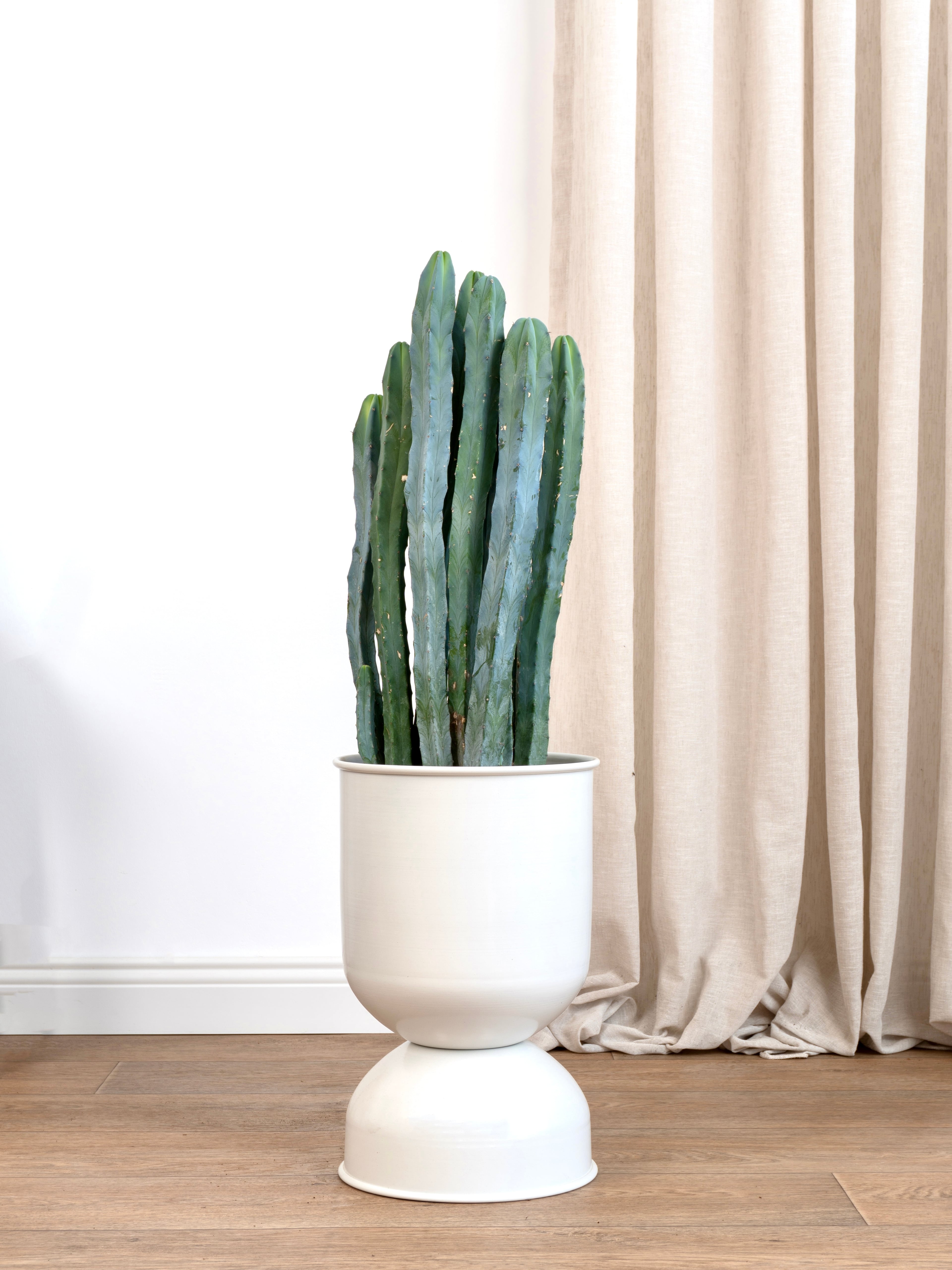 Myrtillocactus Geometrizans XL (Kaktüs çok köklü 60-70cm )