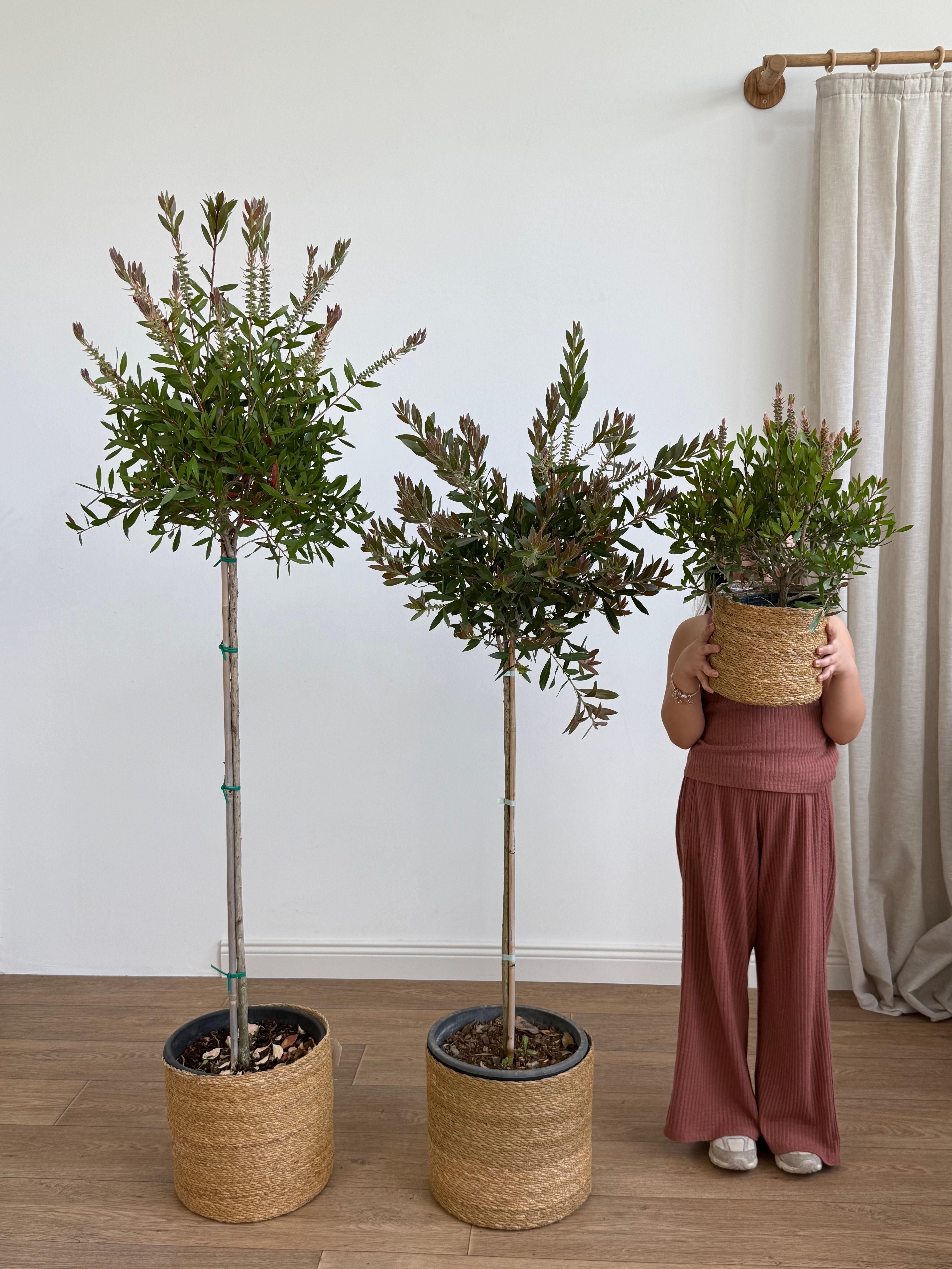 Callistemon (Şişe Fırçası Çalısı)