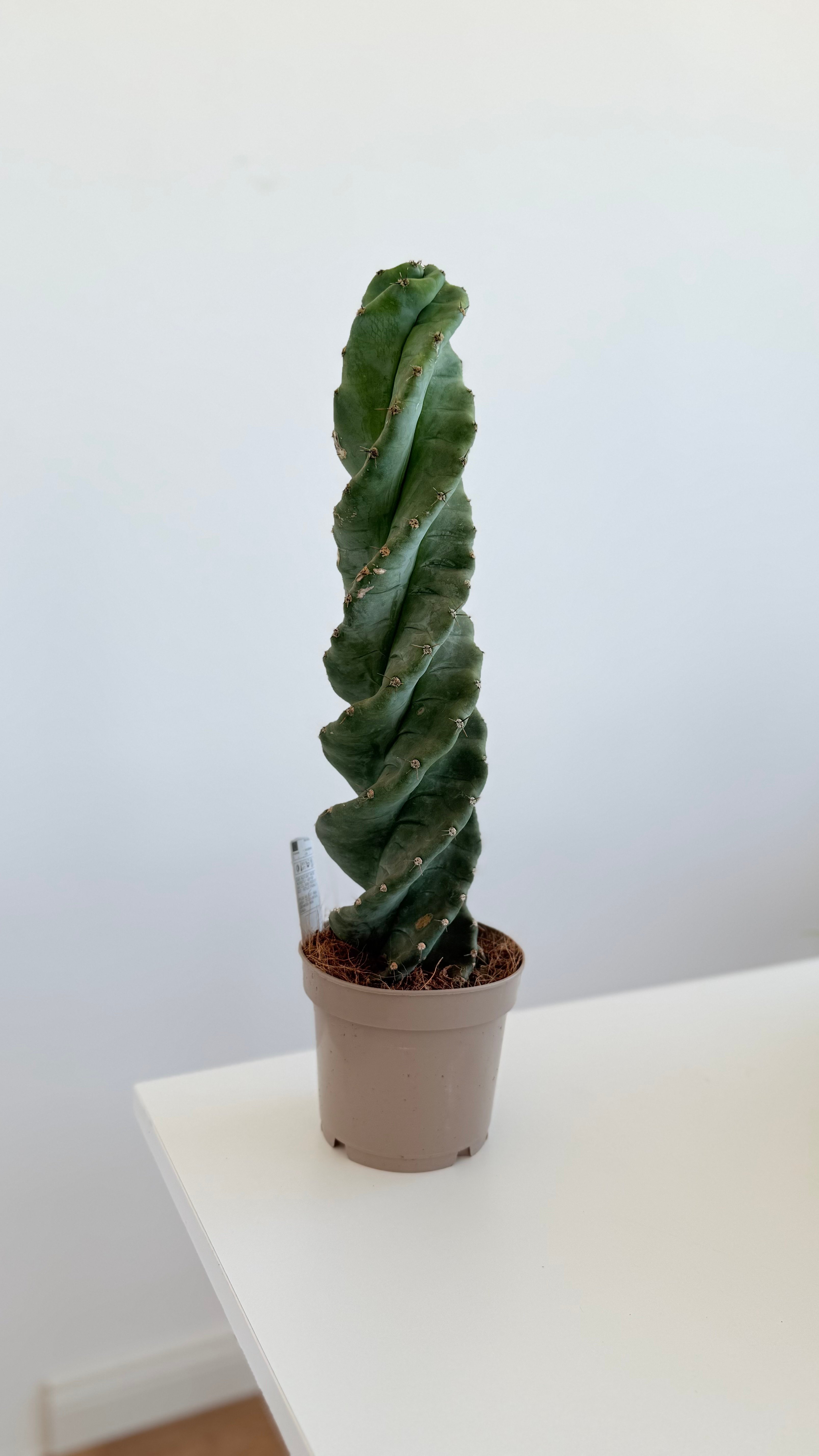 Spiral Kaktüs (Cereus Spiralis) 30-40 cm