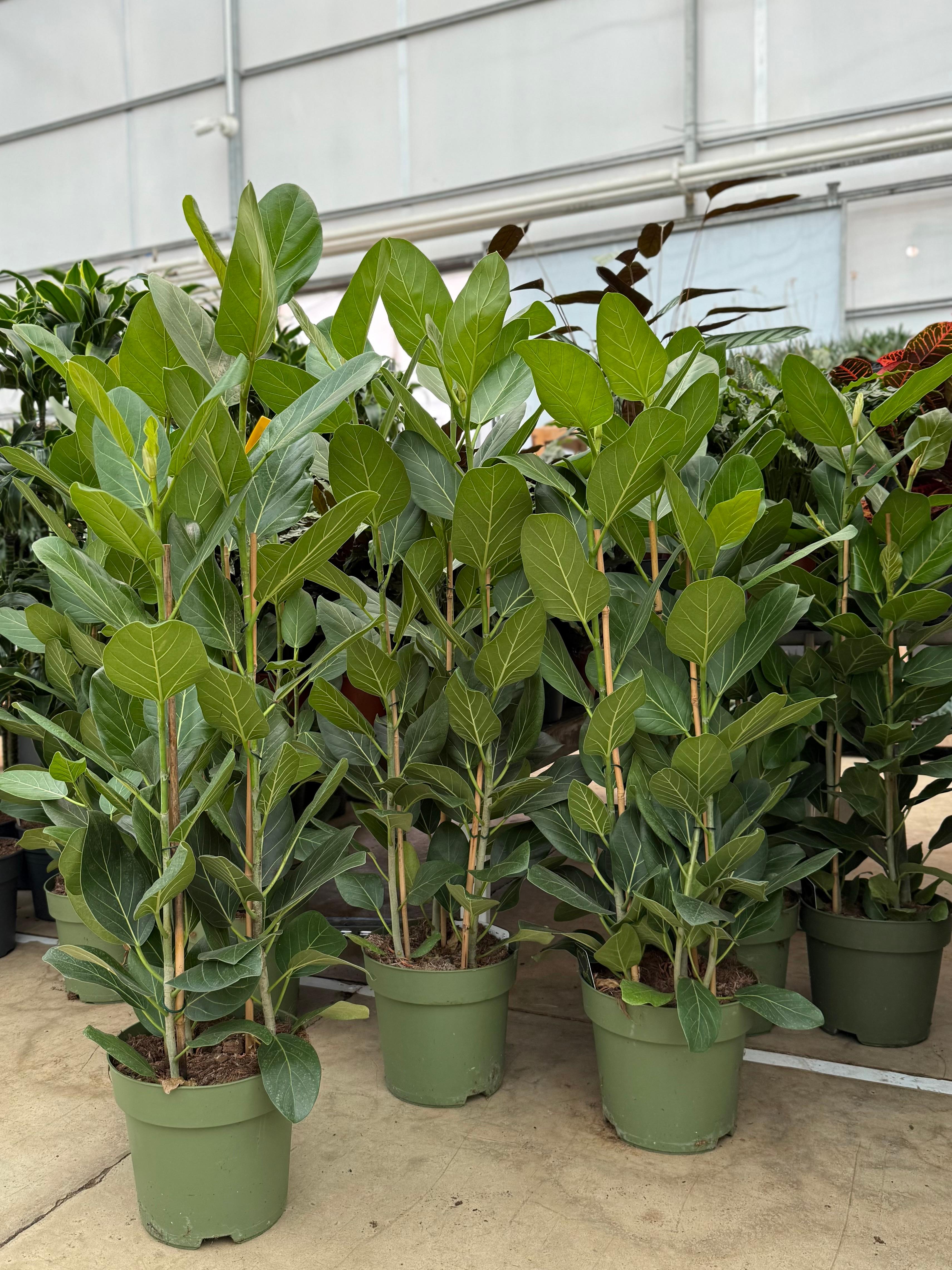 Ficus Çok Köklü Audrey 130-140 (İthal Premium)