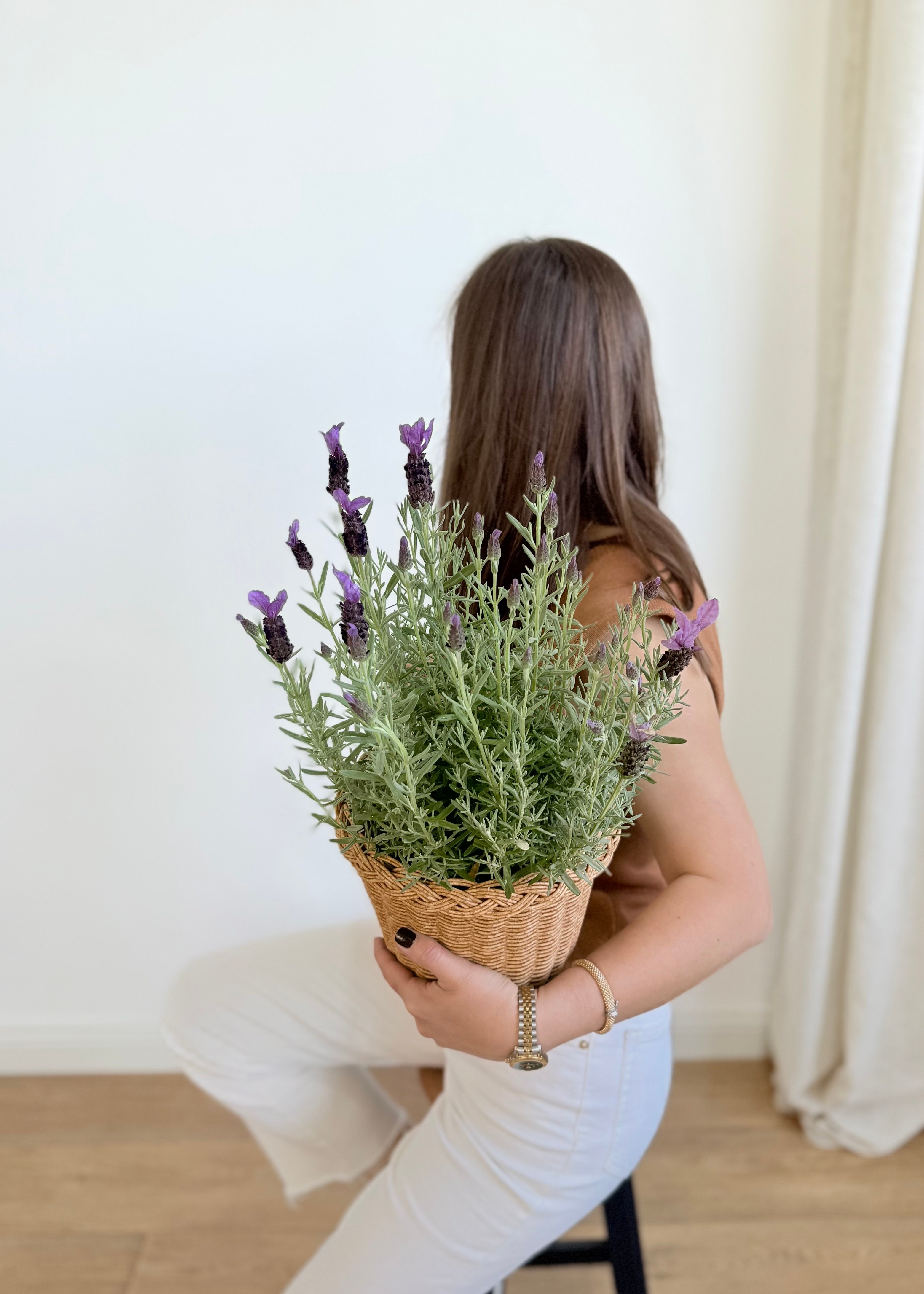 Lavanta (lavander)