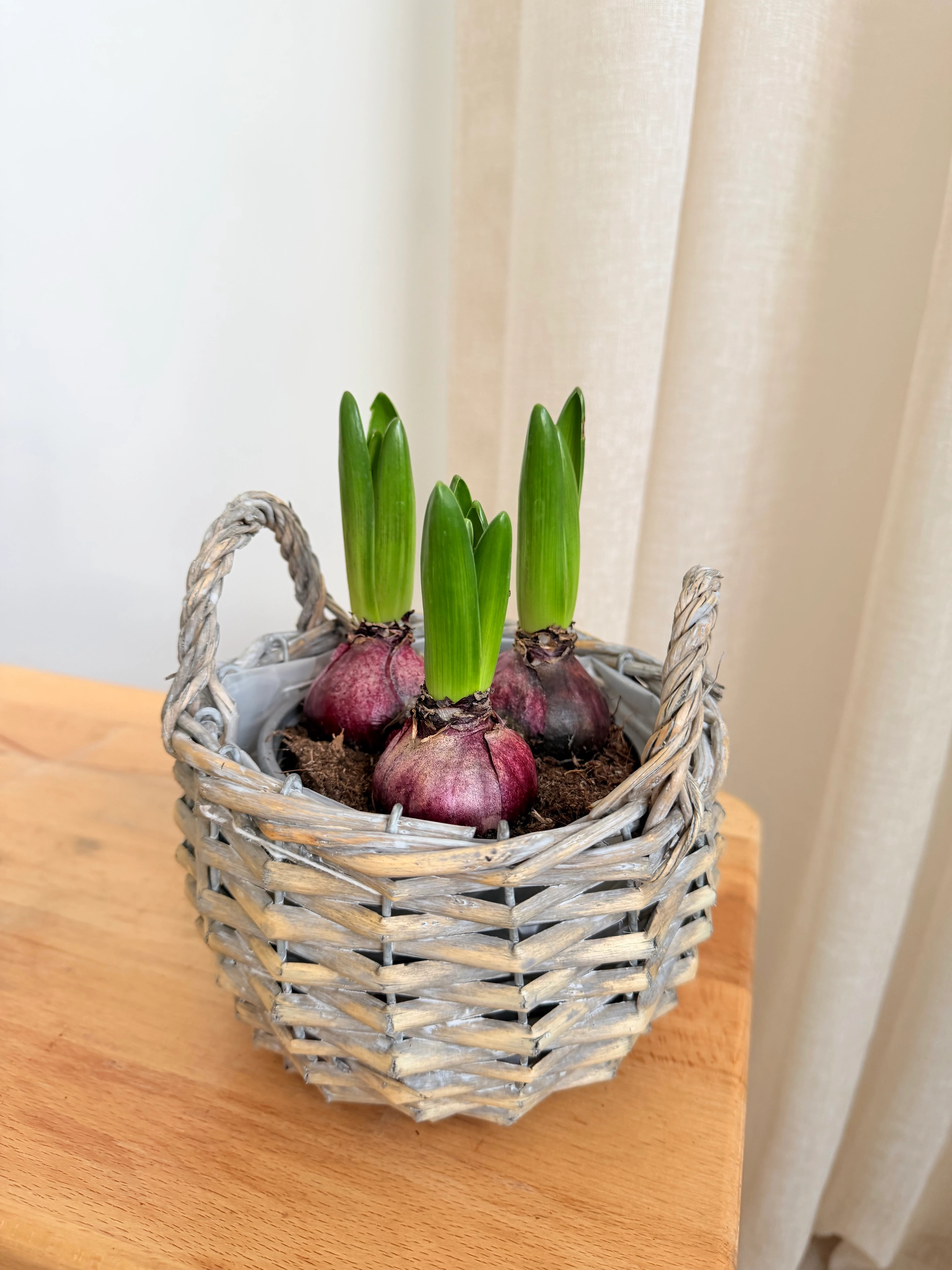 Nergis Sümbül İkili Hasır Dekoratif Saksıda